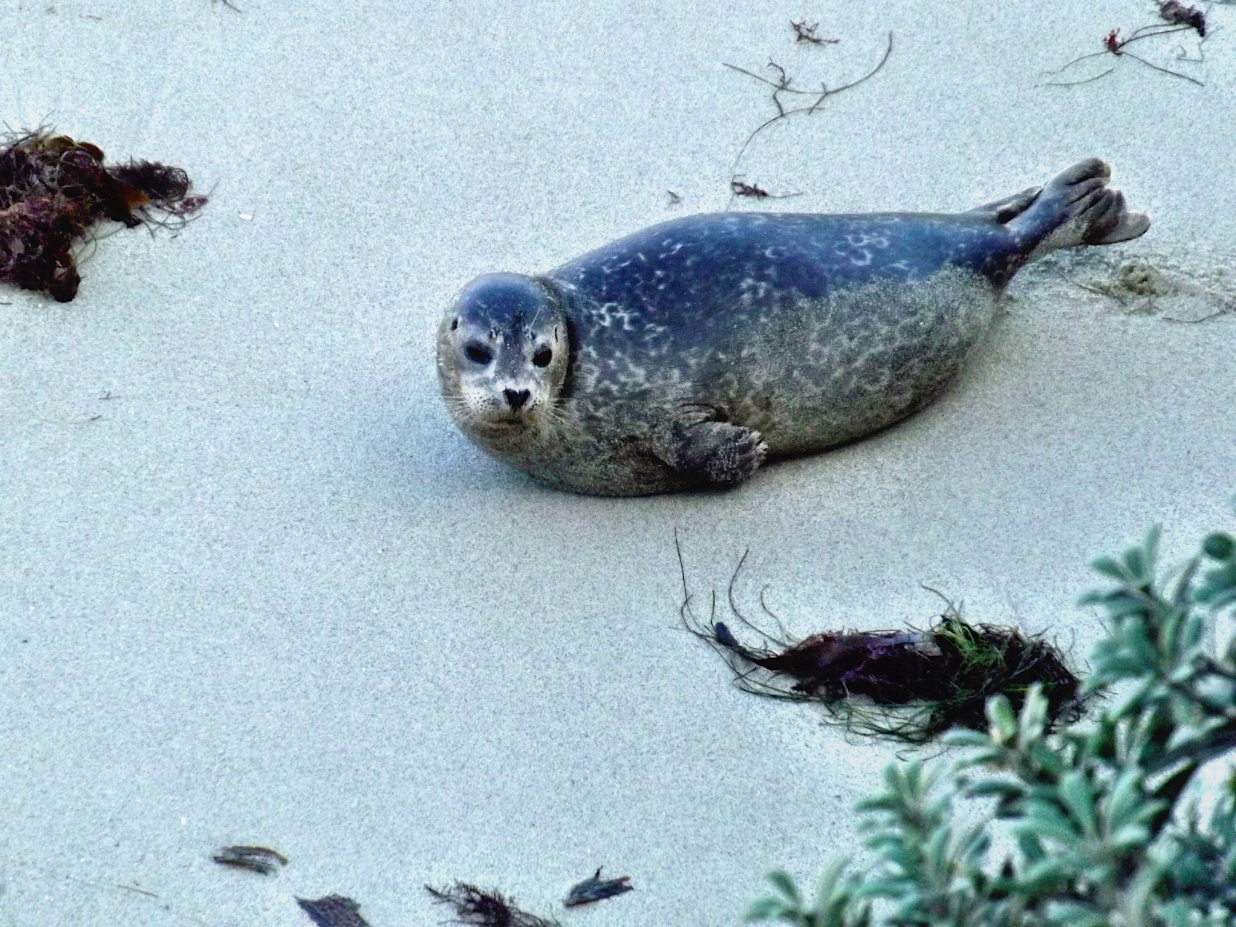 Childrens Pool - La Jolla - San Diego - California