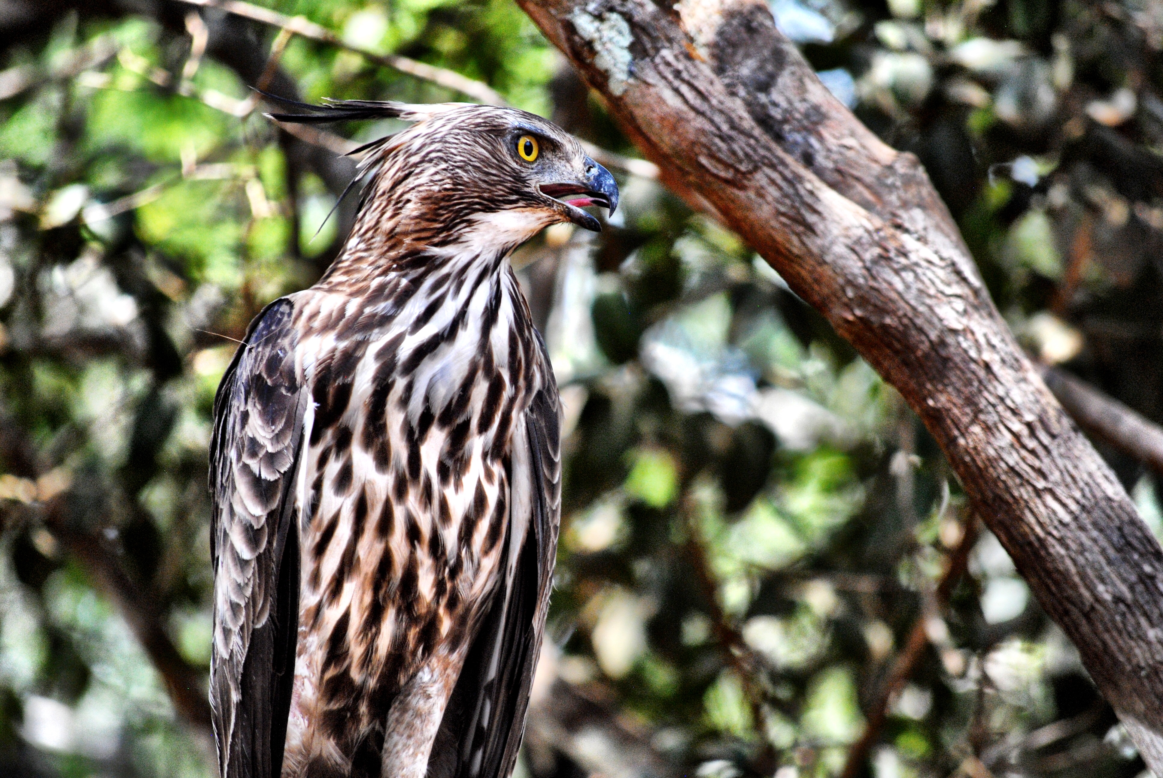 Serpent Eagle in Sri Lanka