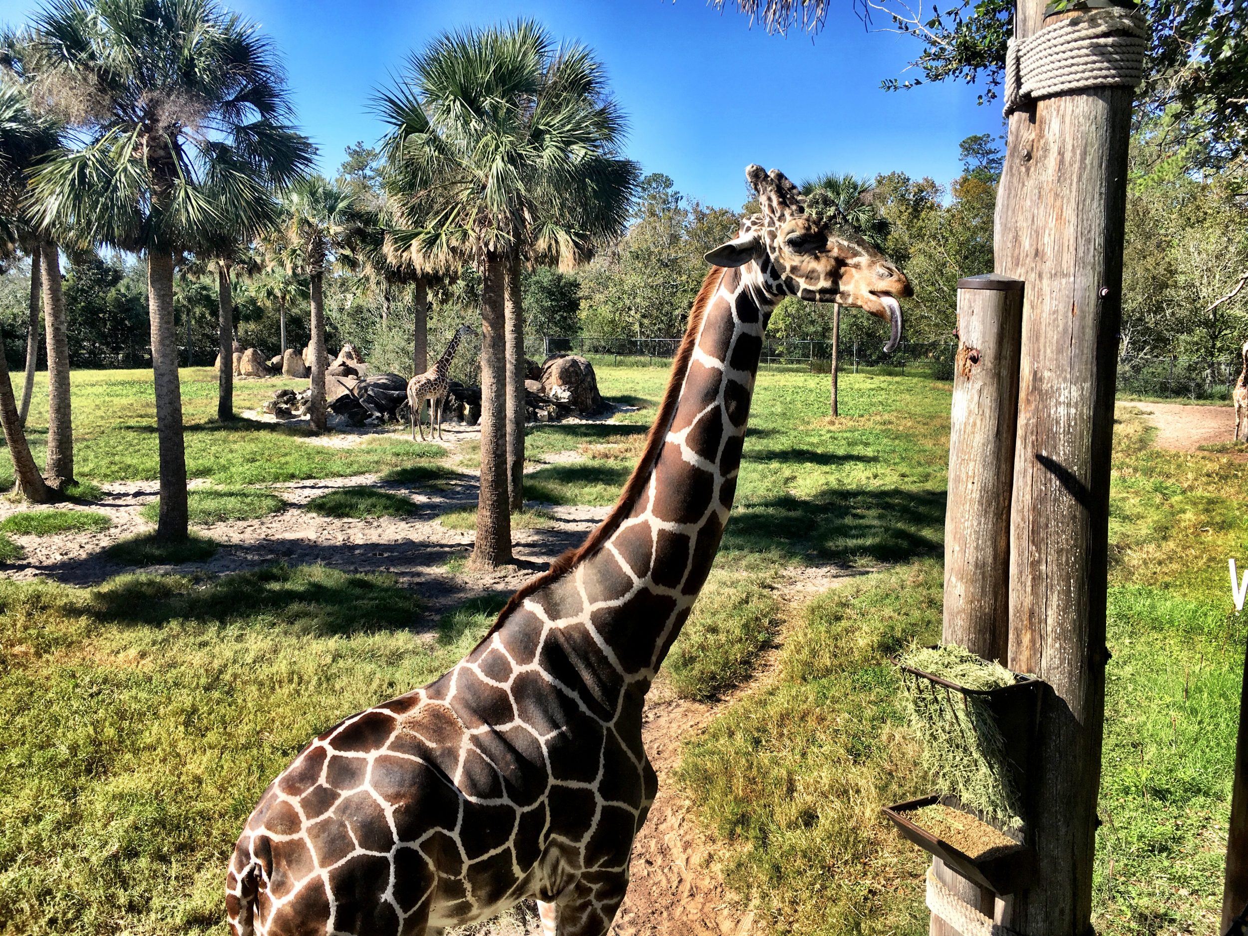 Jacksonville Zoo - Florida - Married with Wanderlust
