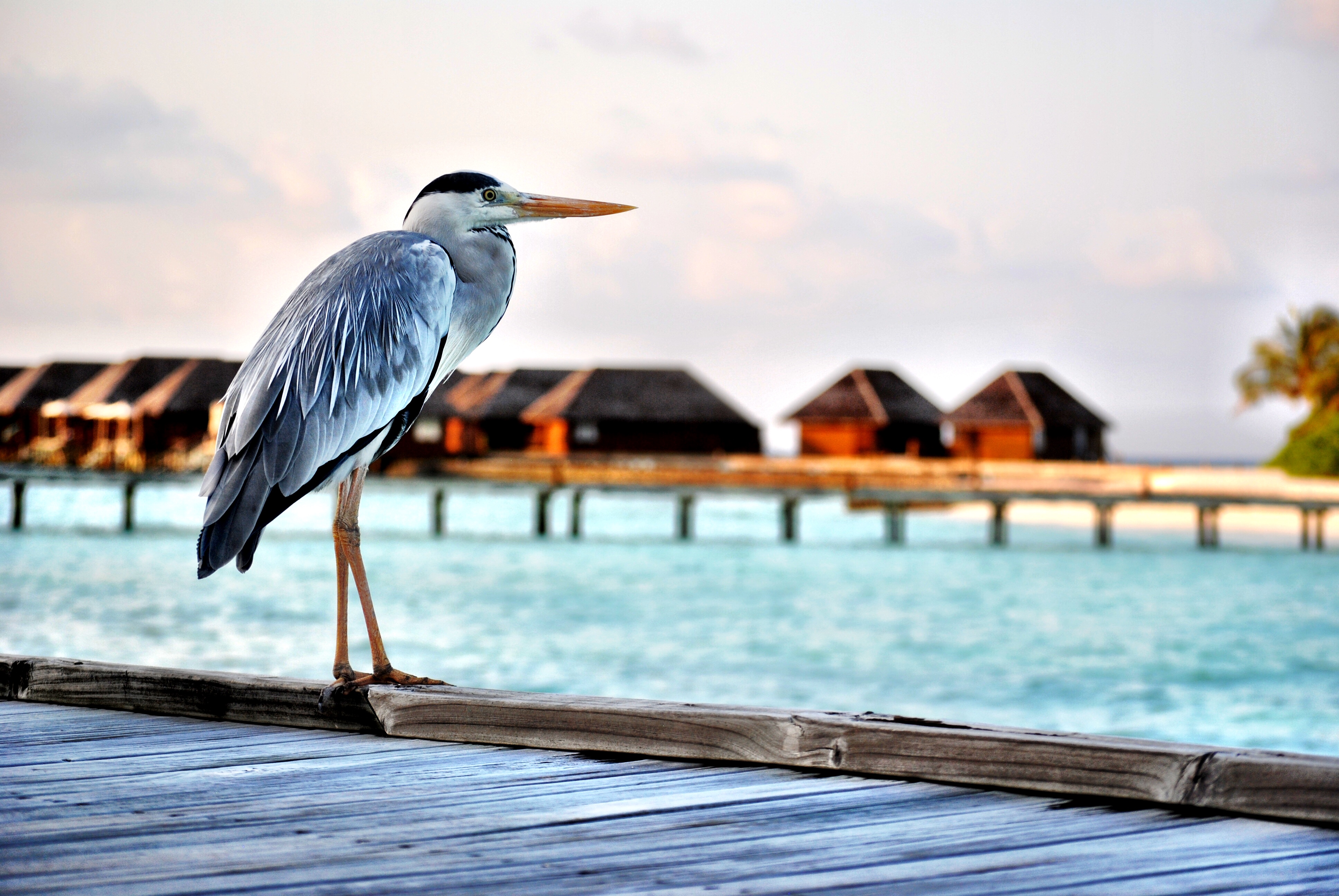 Maldives - Heron at Overwater Bungalows