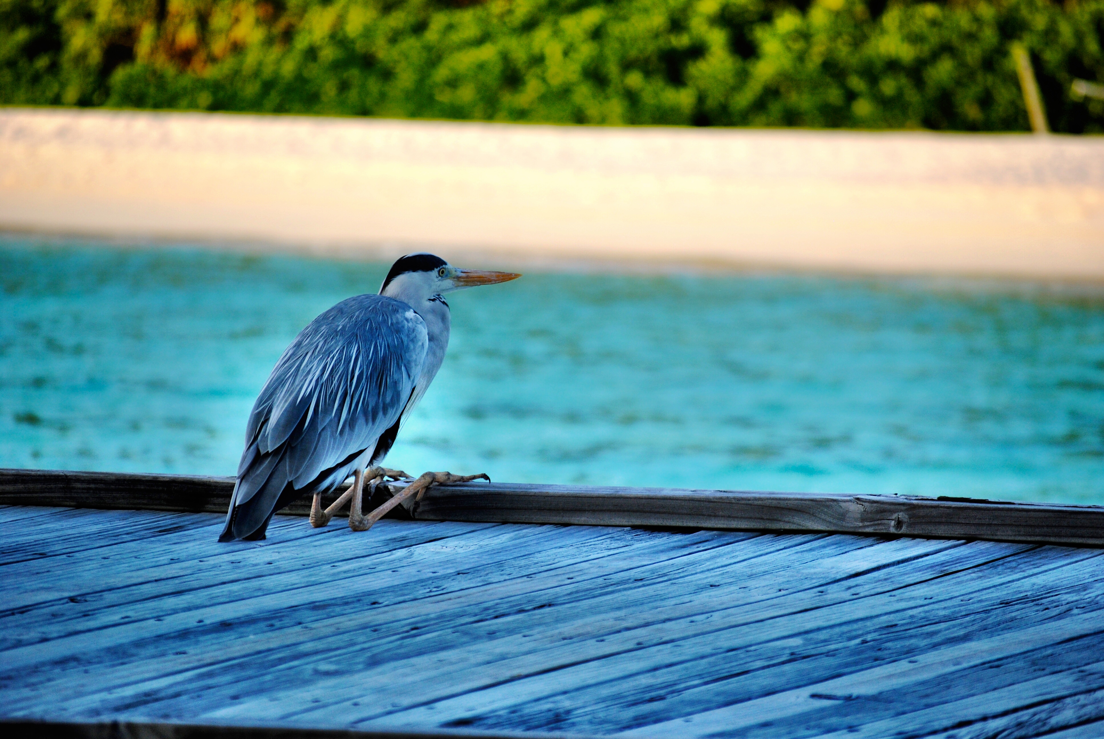 Heron in the Maldives