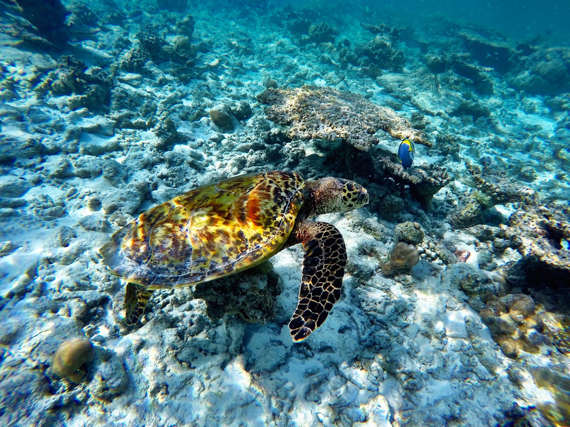 Maldives - Veligandu Island - Sea Turtle - Married with Wanderlust