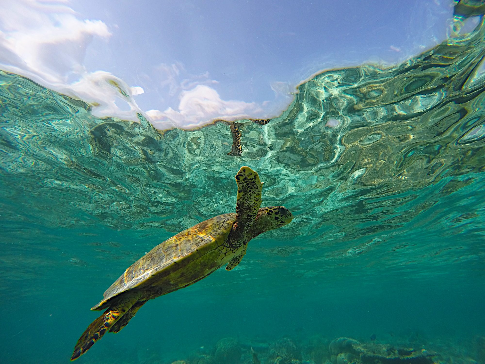 Maldives - Veligandu Island - Sea Turtle. - Married with Wanderlust