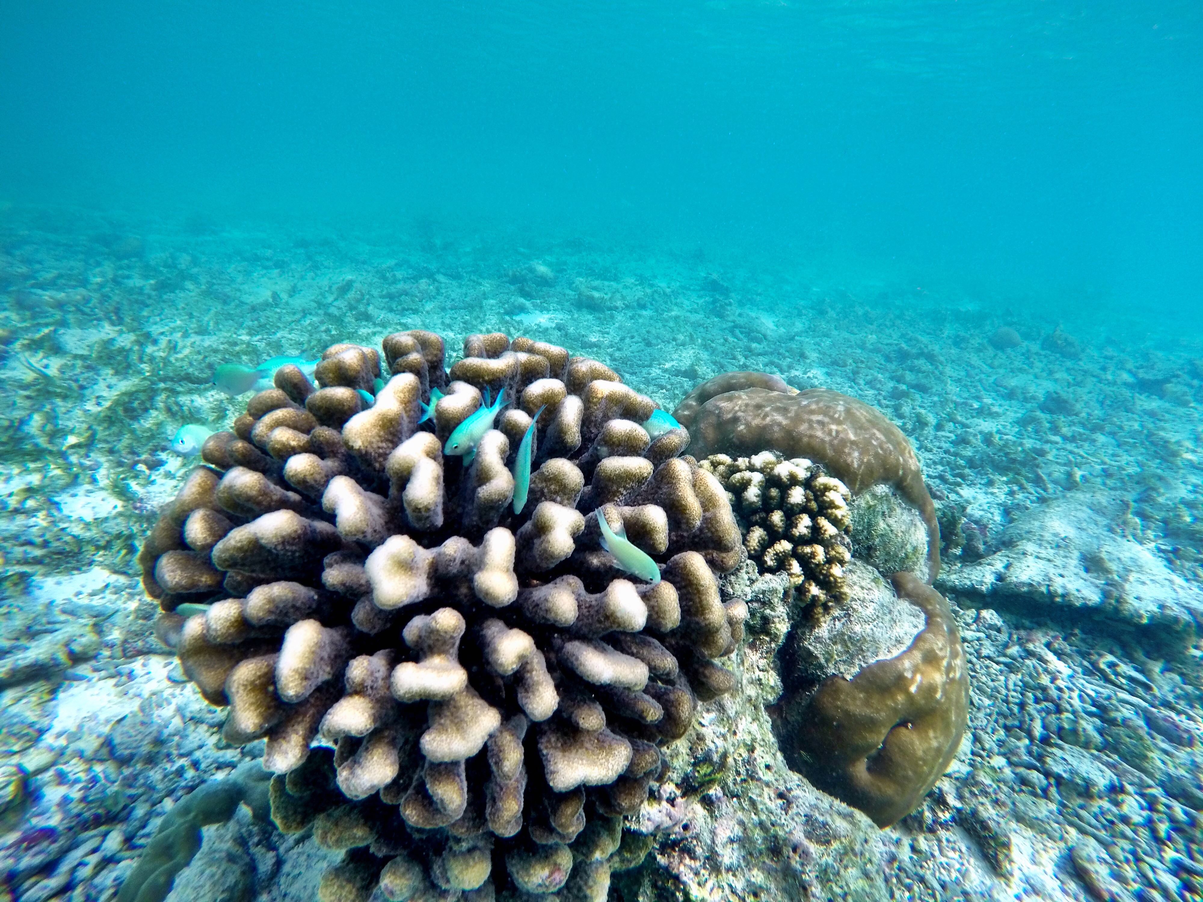 Maldives-Veligandu-Underwater