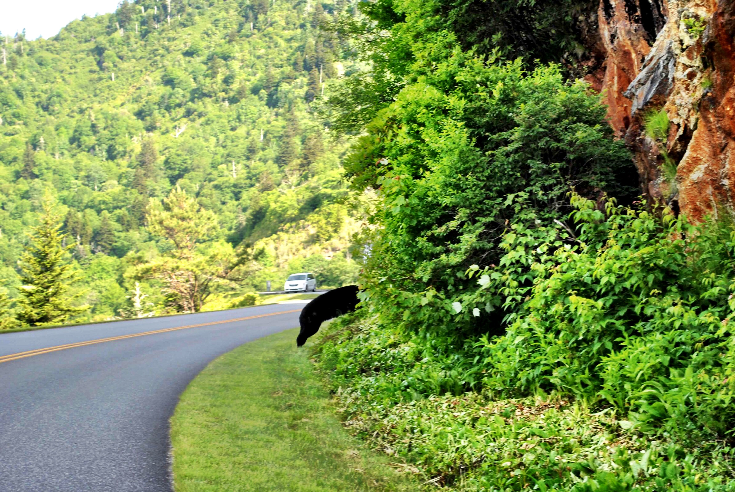 North Carolina - Blue Ridge Parkway - Black Bear