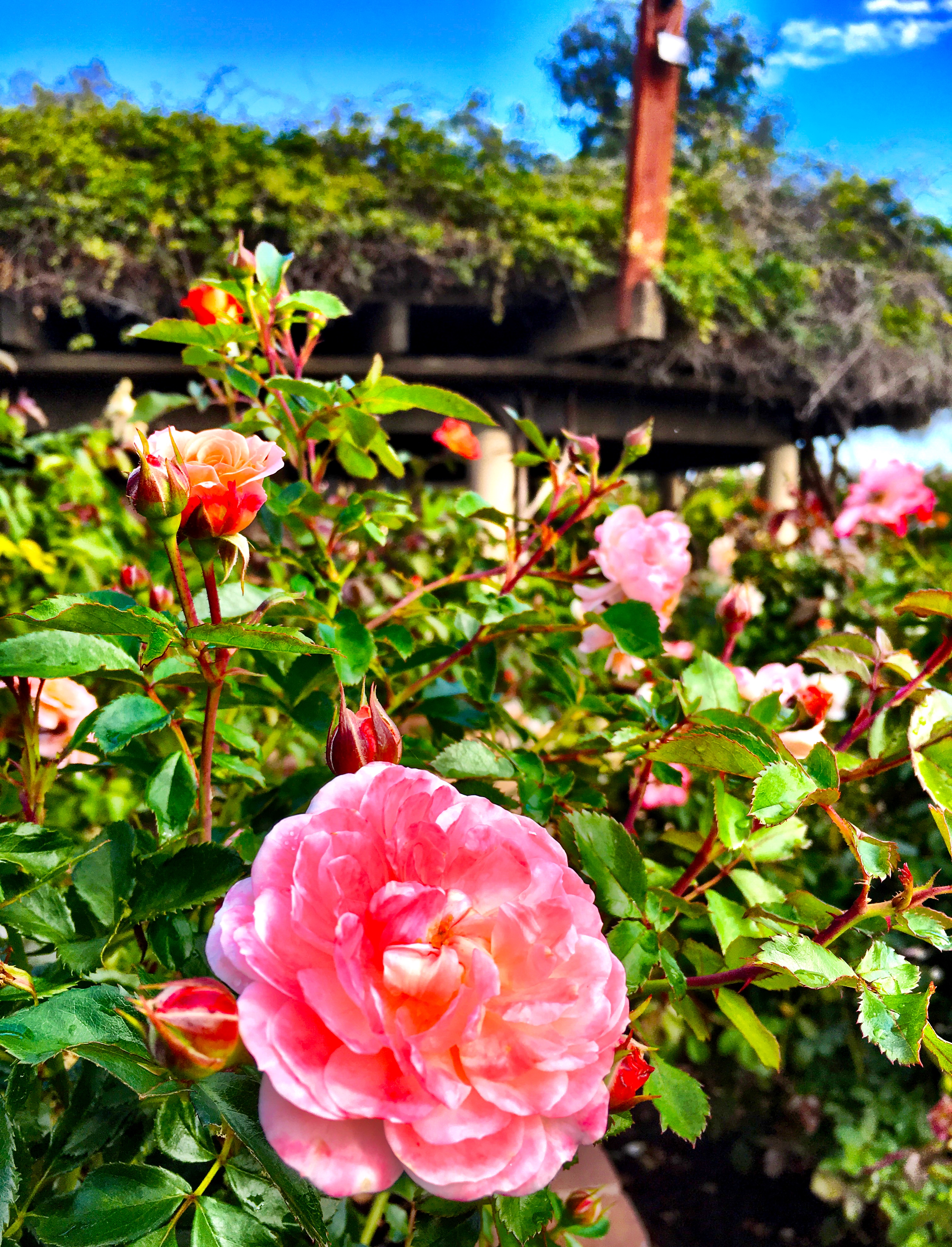 Rose Garden - Balboa Park - San Diego - California