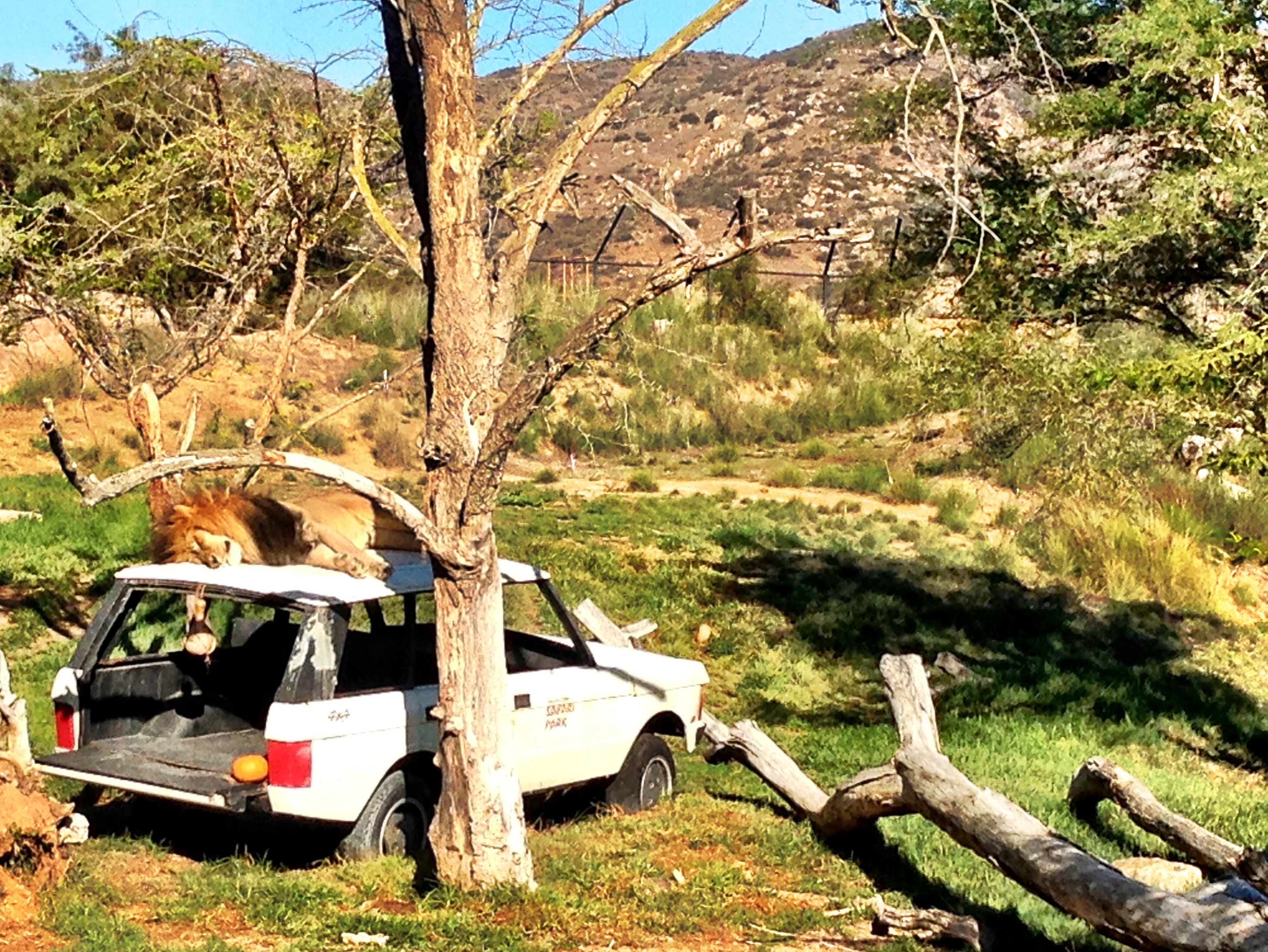 Safari Park - San Diego - California