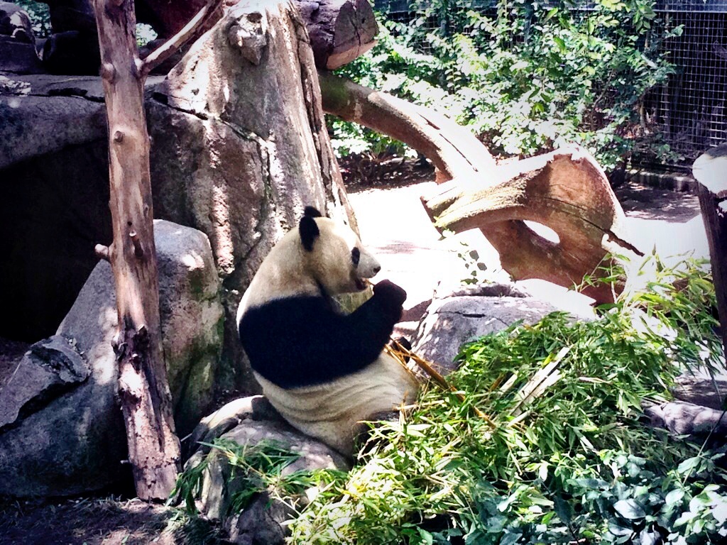 San Diego Zoo - San Diego - California