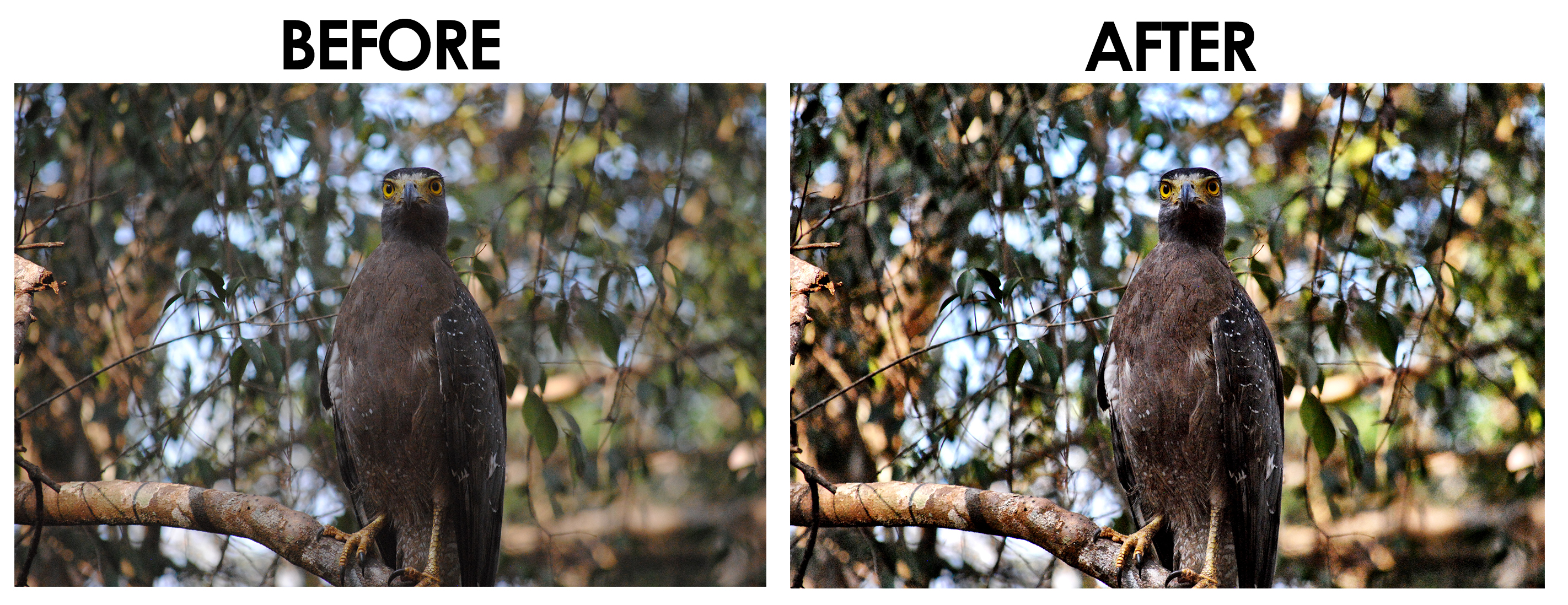 Serpent Eagle Before and After - Camera+ Photo App