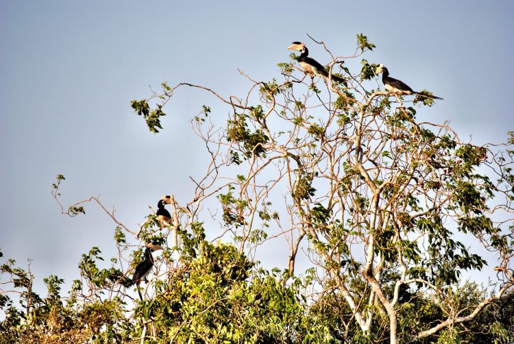 Wildlife in Sri Lanka's Wilpattu National Park - Married with Wanderlust