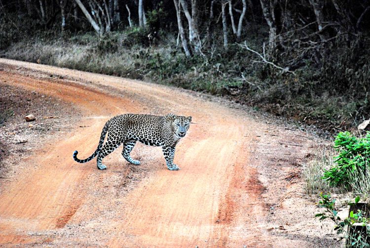 Leopard in Wilpattu National Park in Sri Lanka
