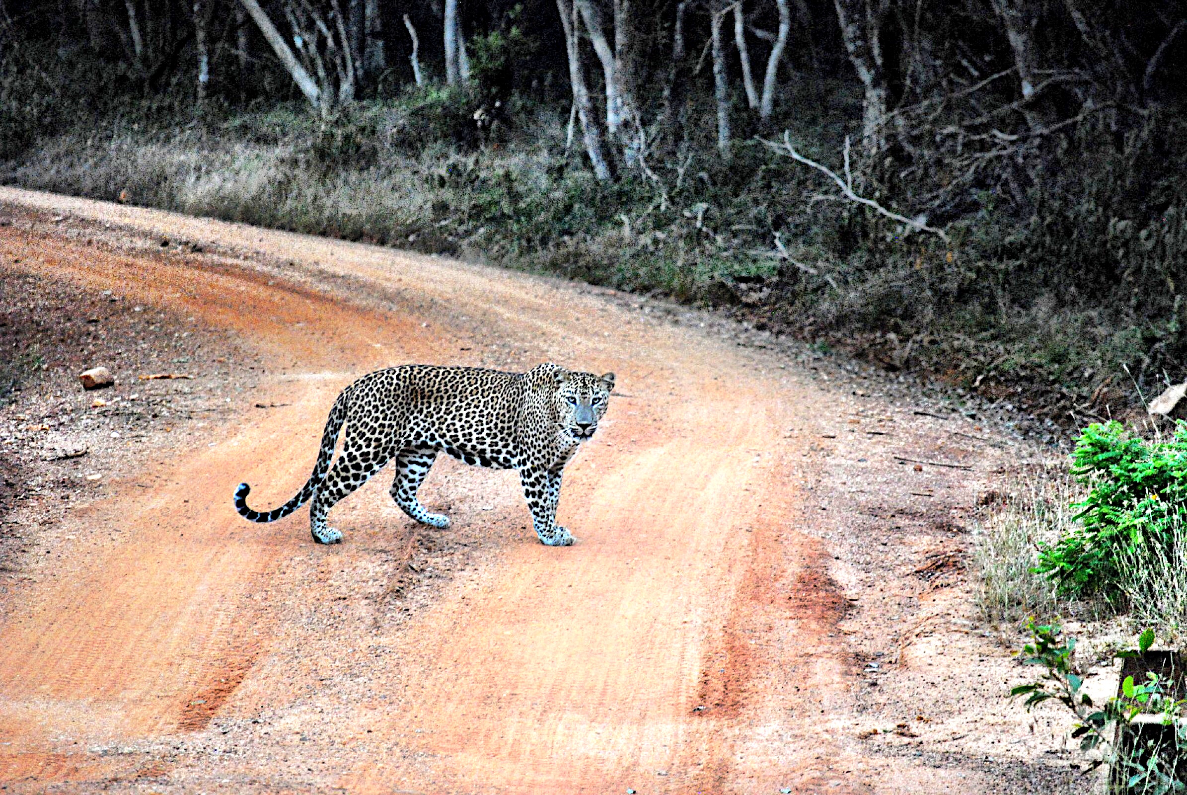 Leopard in Wilpattu National Park in Sri Lanka