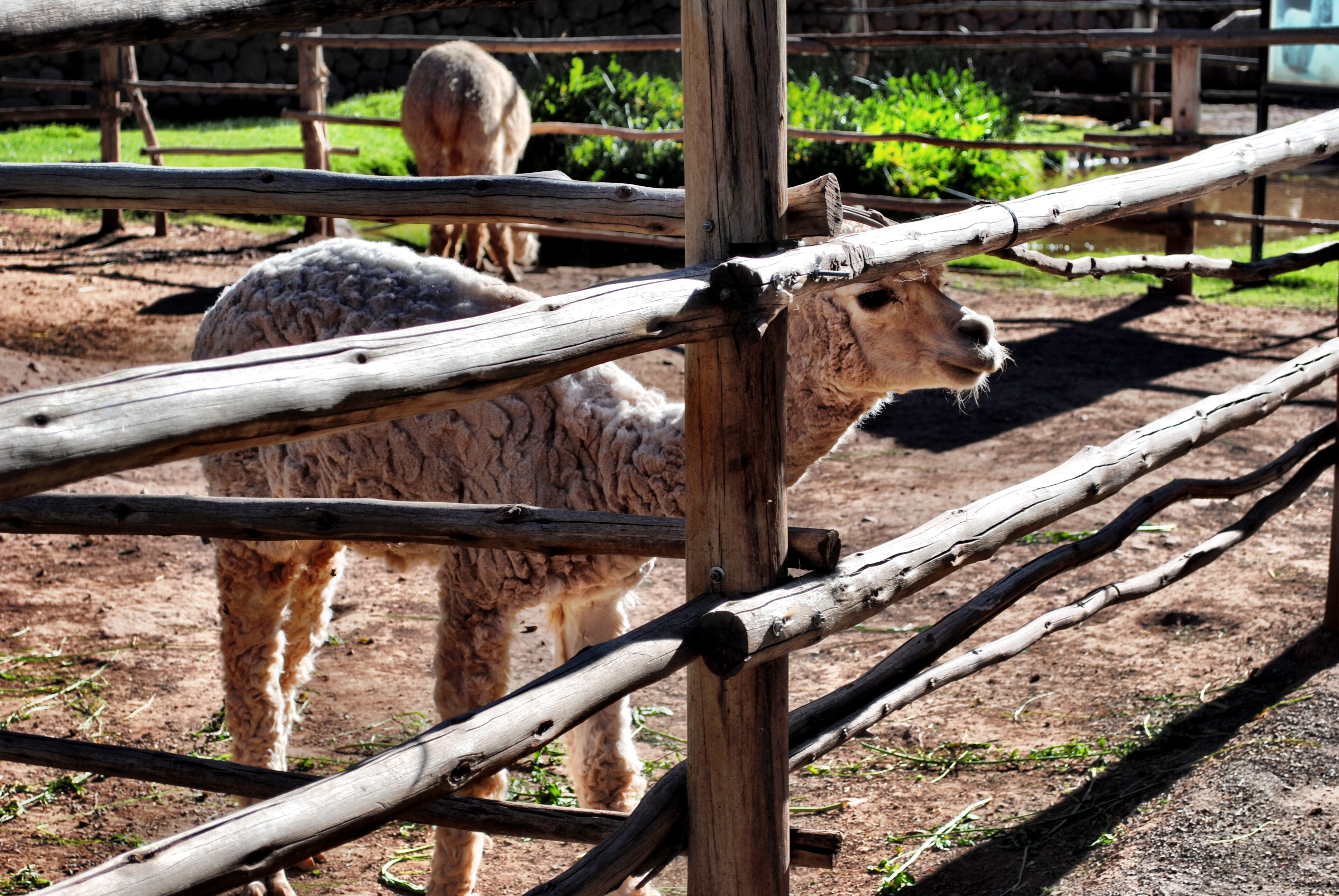 Alpaca Farm - Peru - Sacred Valley