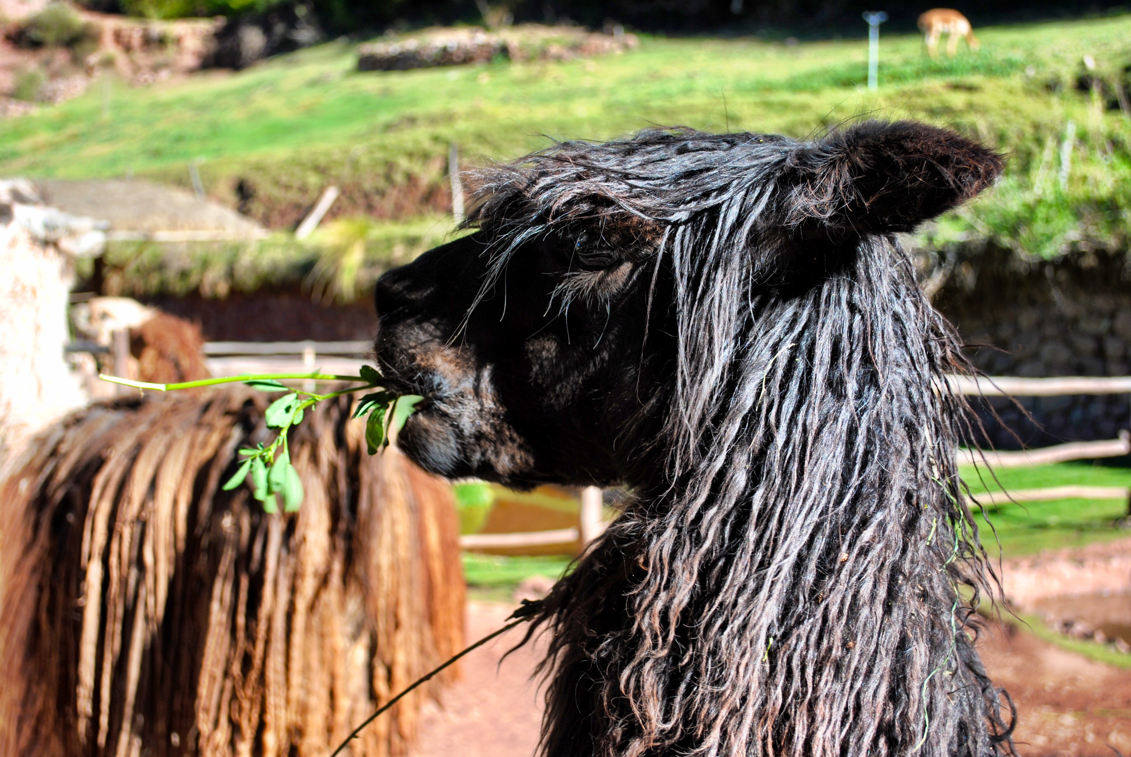 Baby Alpaca - Peru - Sacred Valley