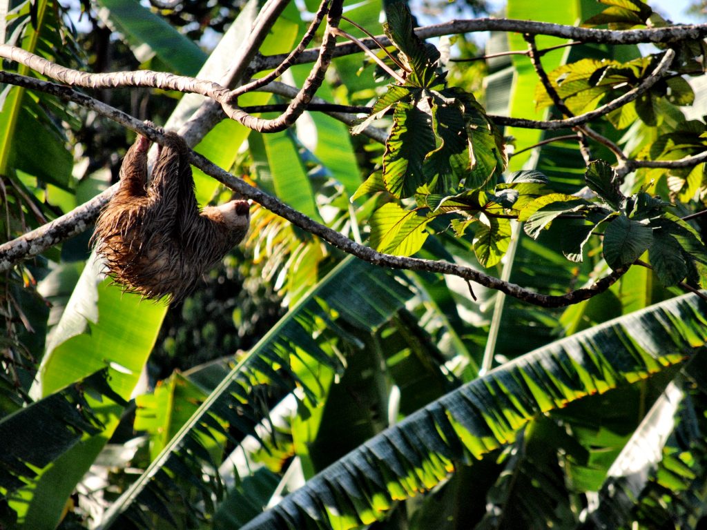 Costa Rica - Limon - Sloth