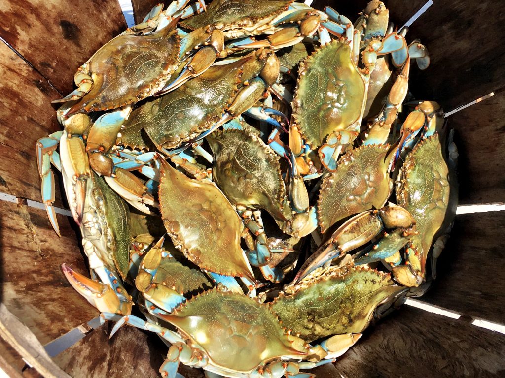 Maryland Crabs - Before