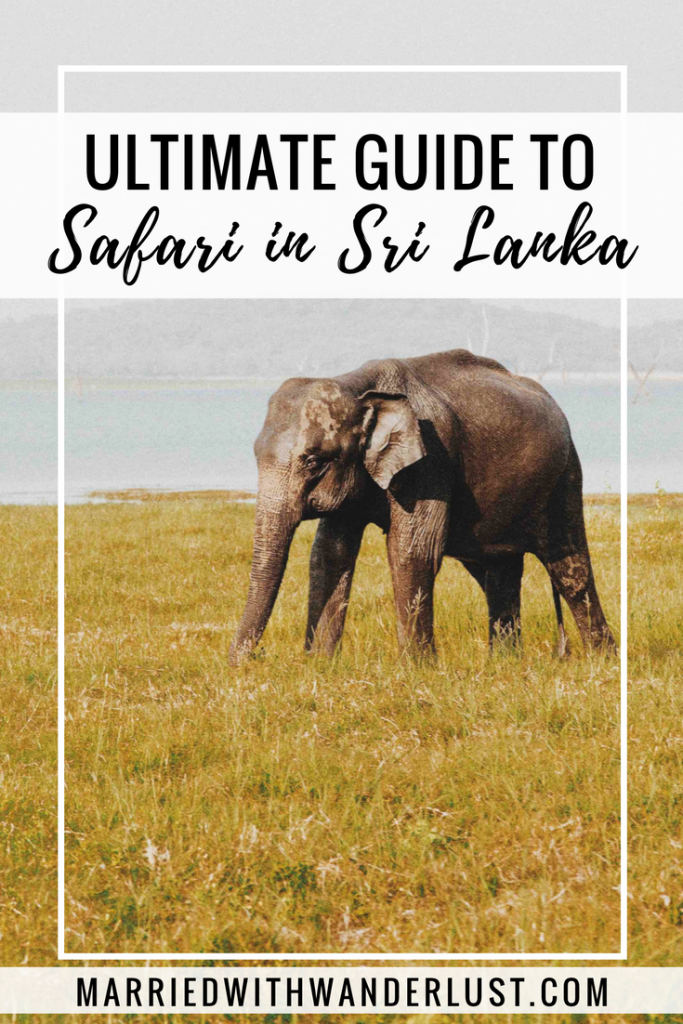 Ultimate Guide to Safari in Sri Lanka