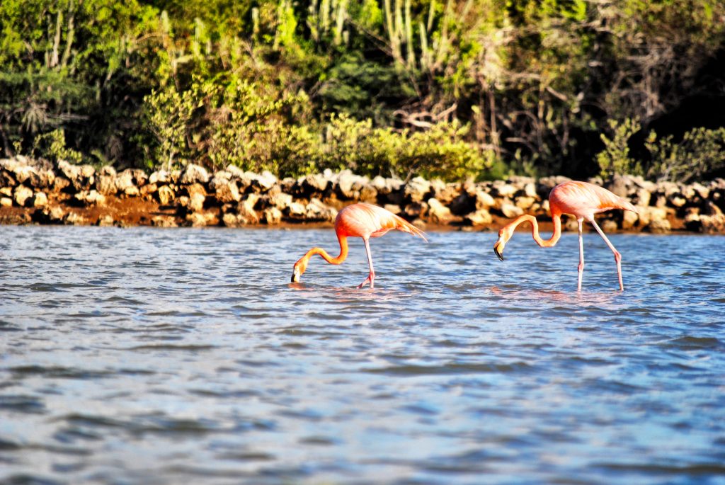 Curacao - Flamingos