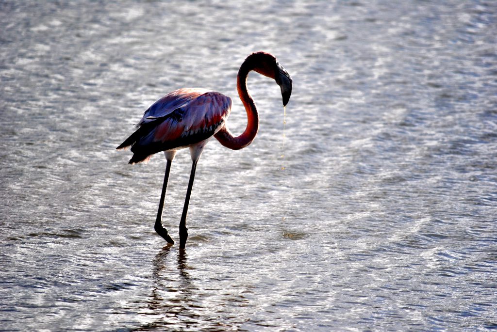 Curacao - Salt Flats - Flamingo