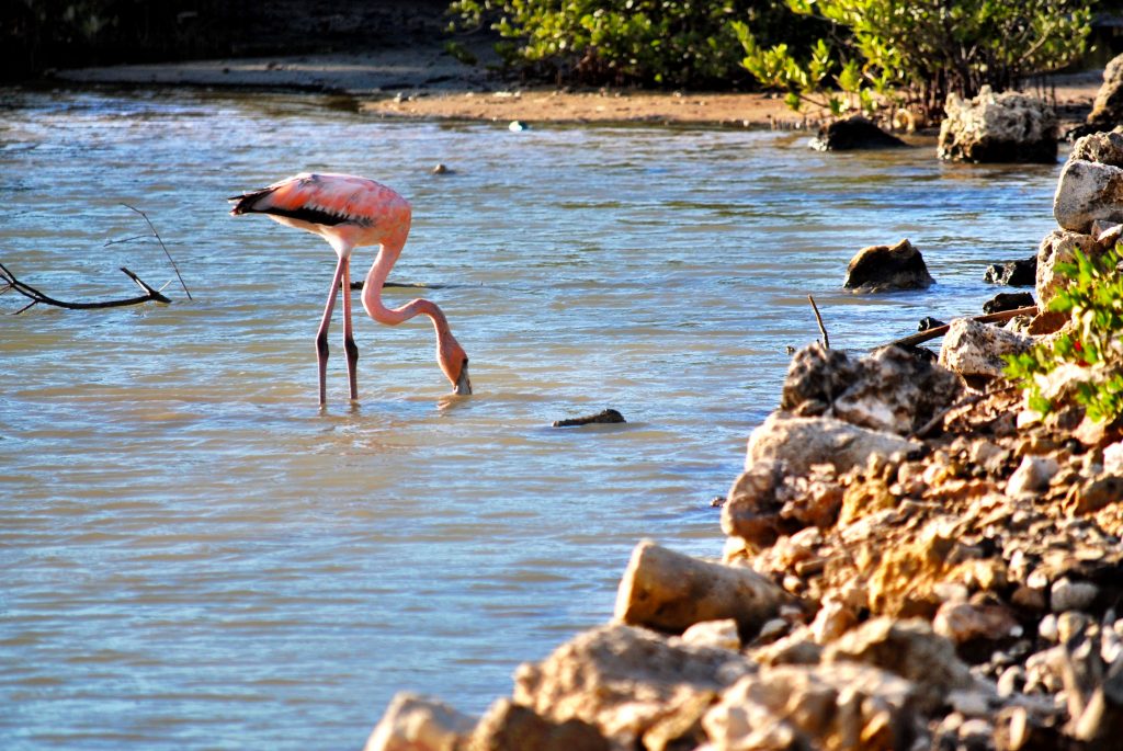 Curacao - Salt Flats - Flamingo Area