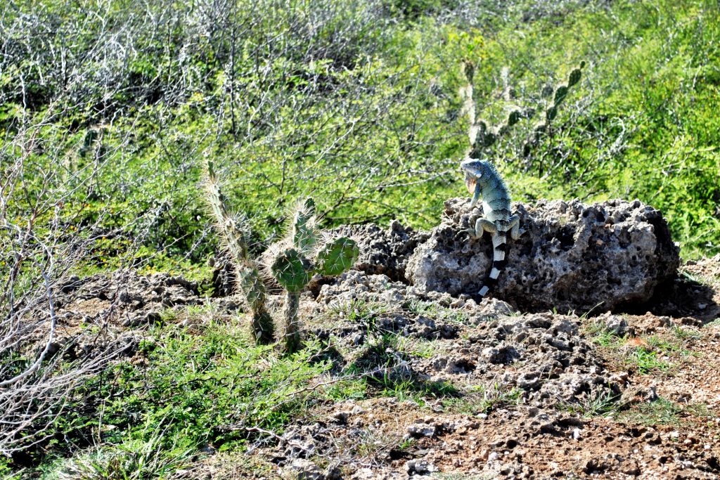 Curacao- Shete Boka National Park - Iguana