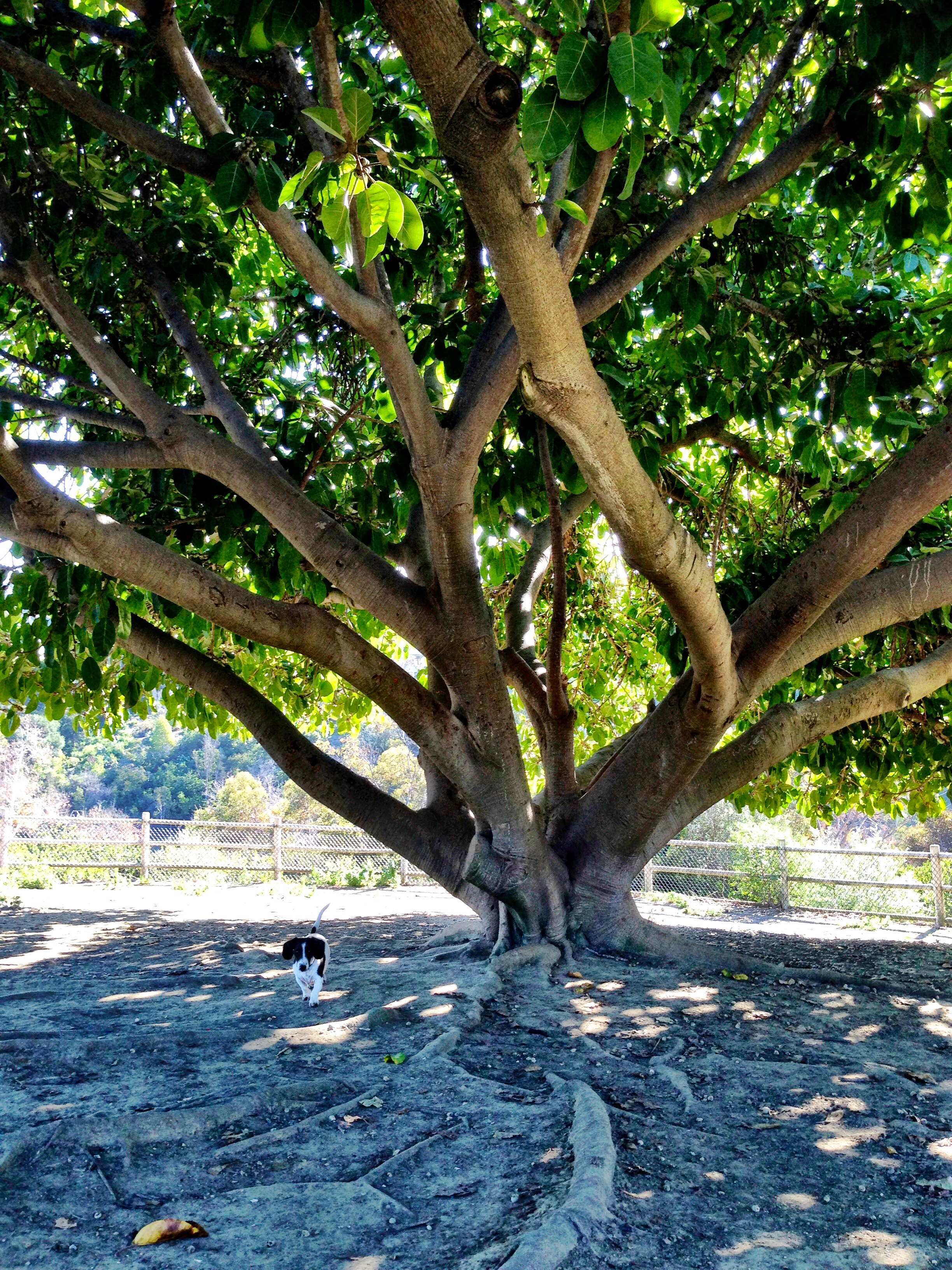 Dog Park in Balboa Park, San Diego