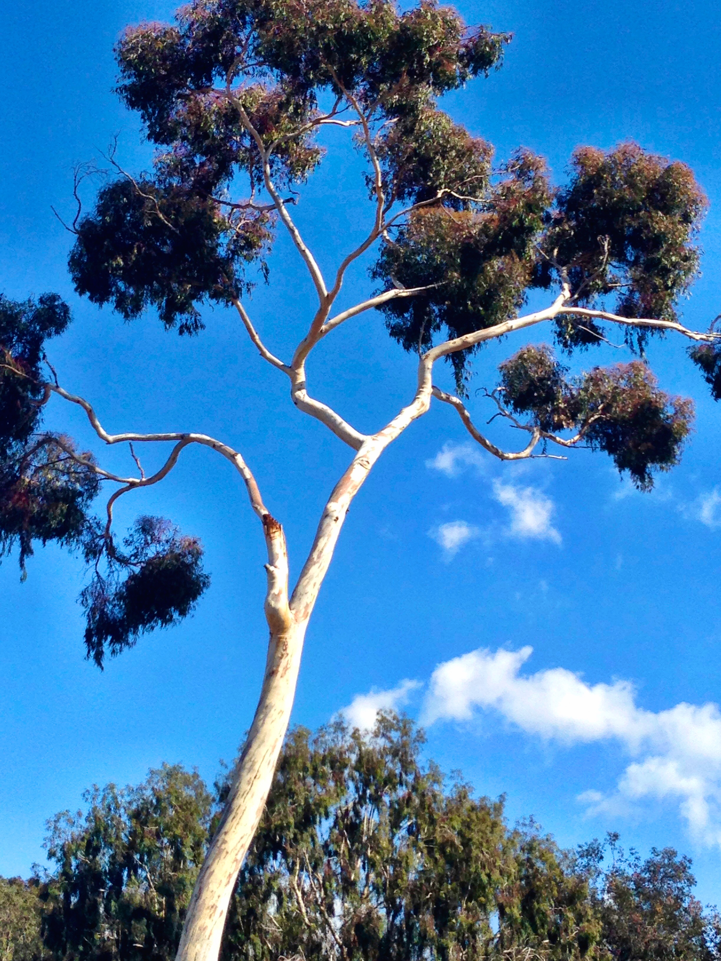 Eucalyptus Tree, Balboa Park, San Diego