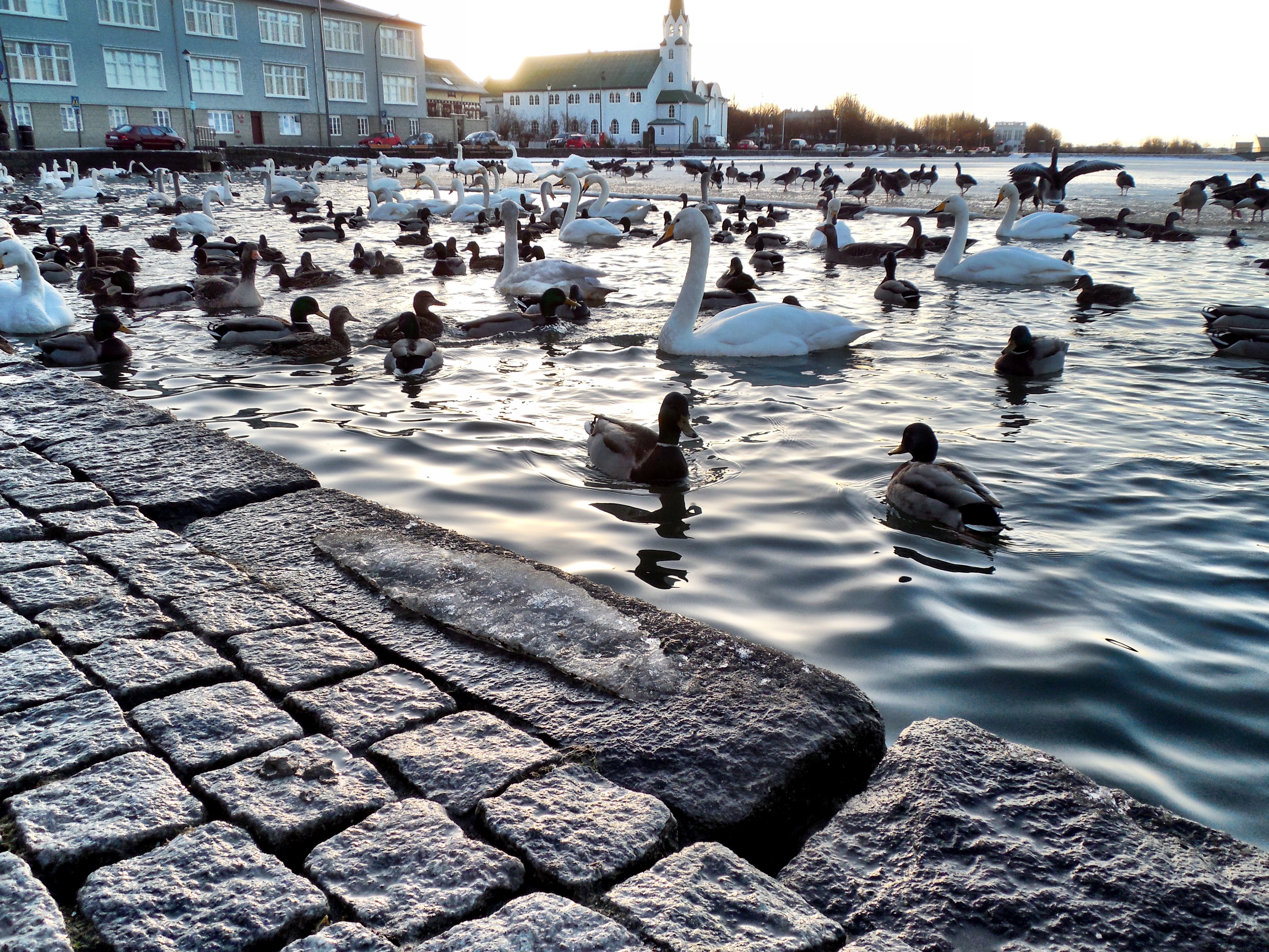 Iceland - Reykjavik - Tjornin Pond