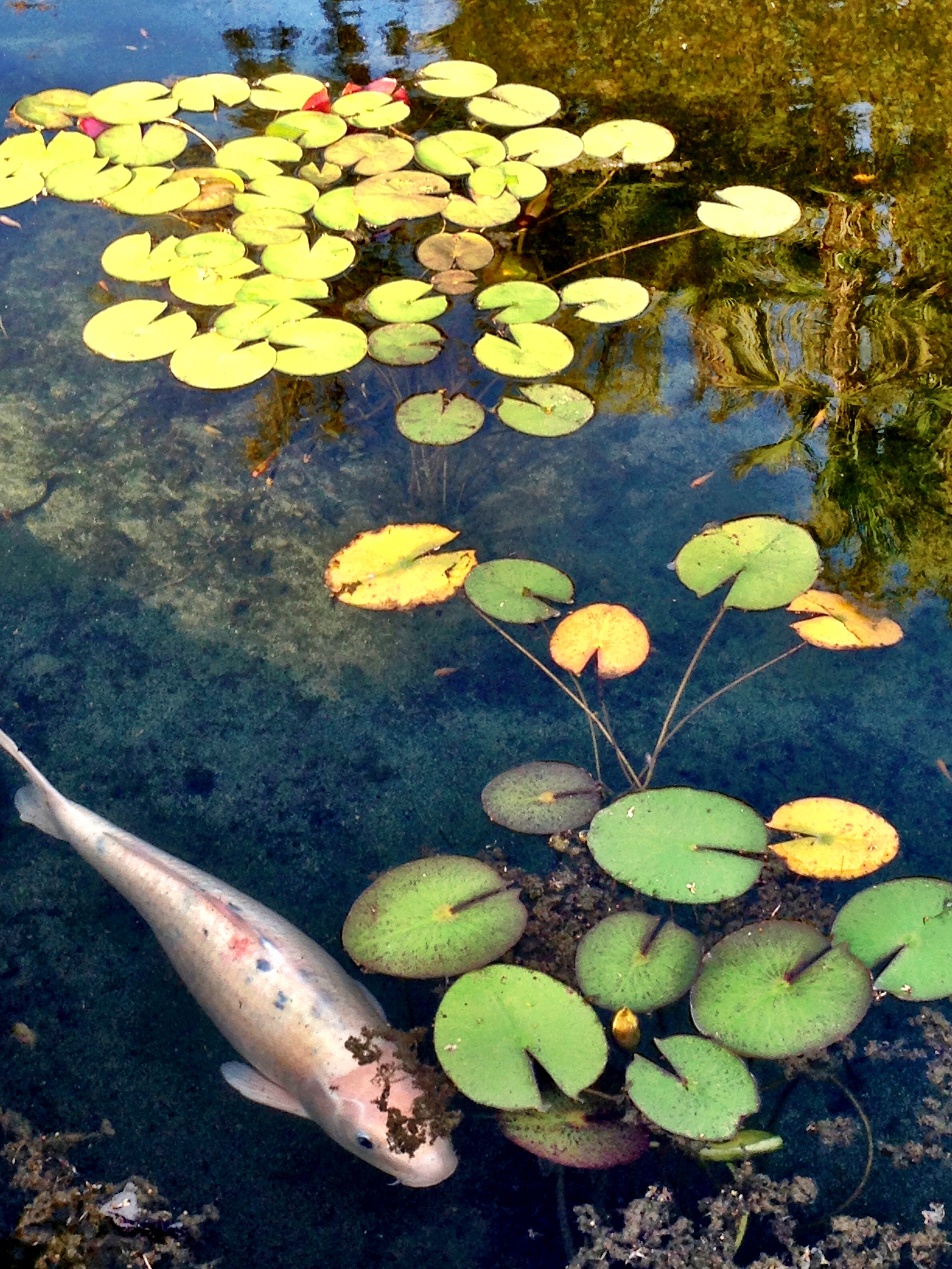 Koi Pond at Balboa Park, San Diego