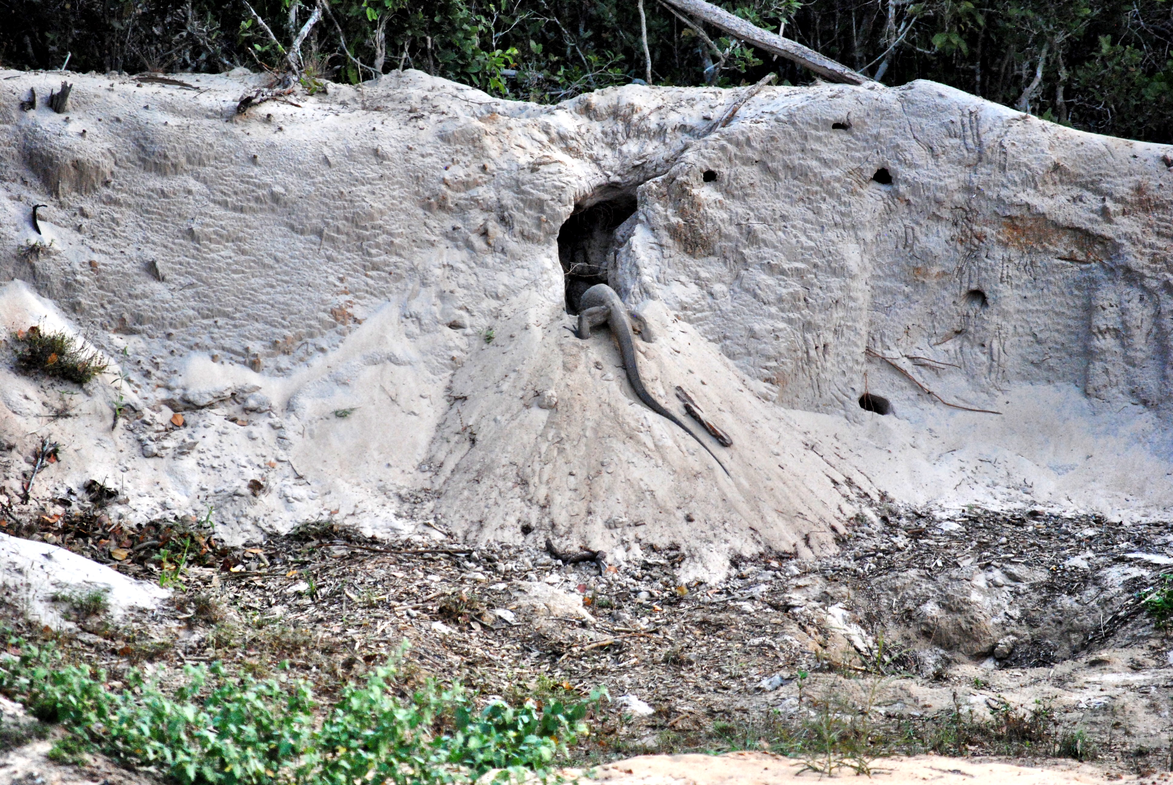 Land Monitor in Wilpattu National Park, Sri Lanka