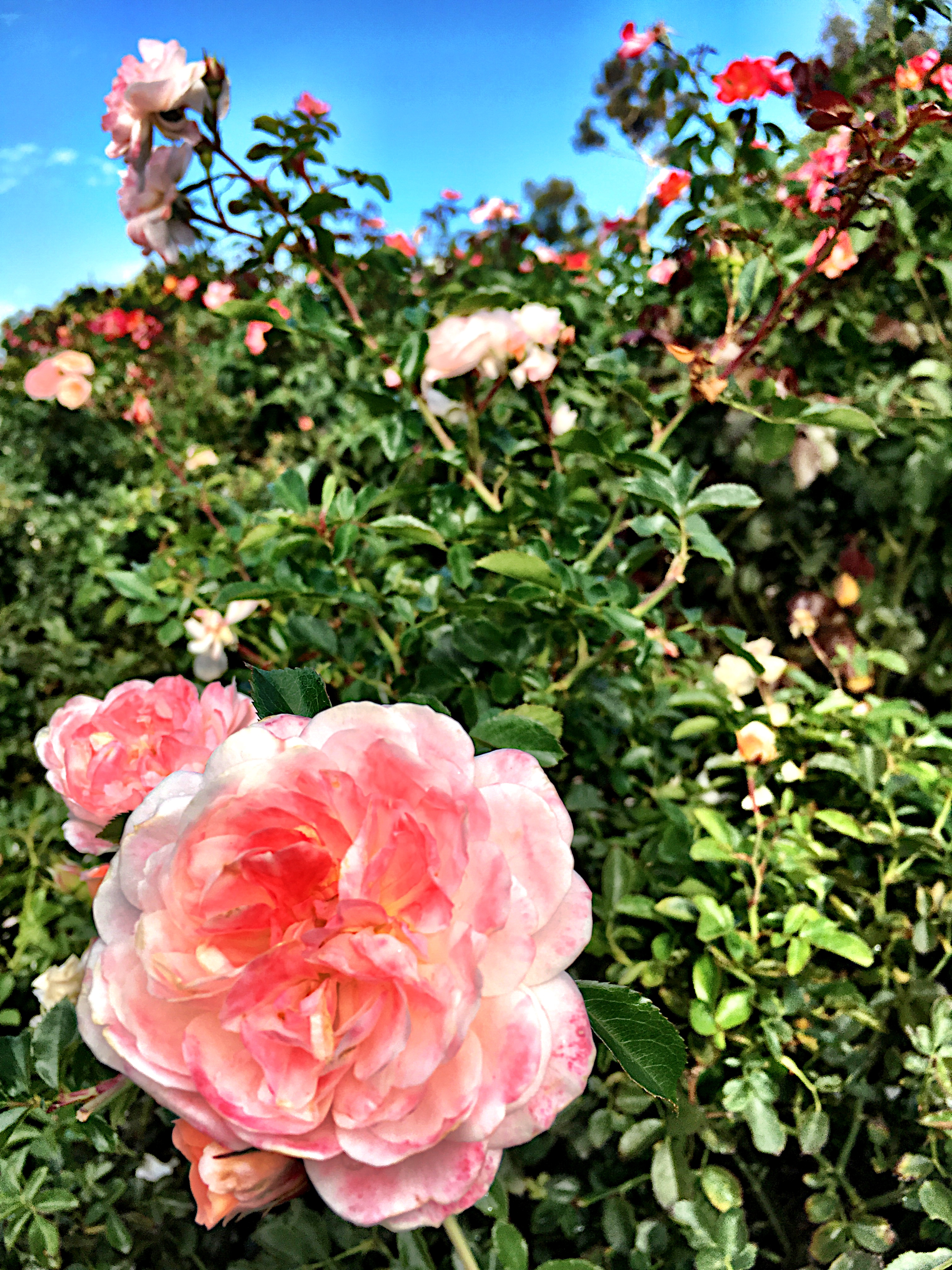 Rose Garden Balboa Park San Diego Married With Wanderlust