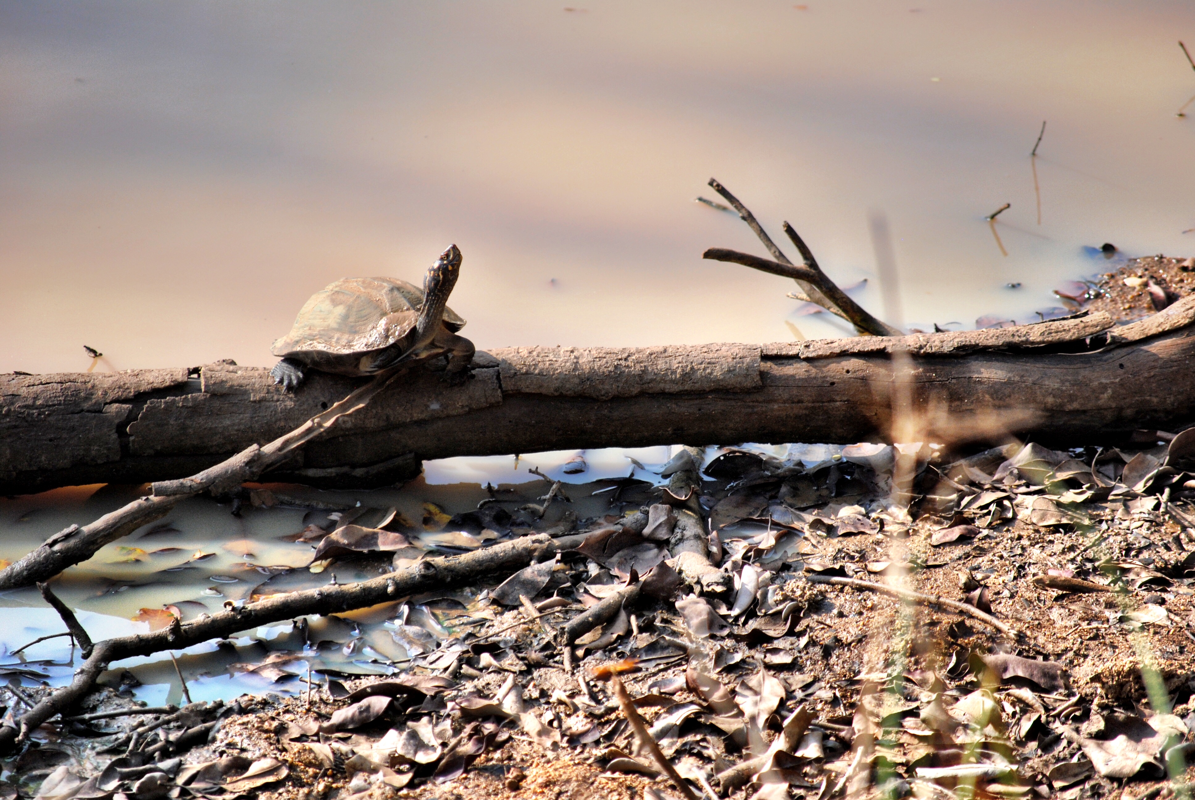 Turtle in Wilpattu National Park, Sri Lanka