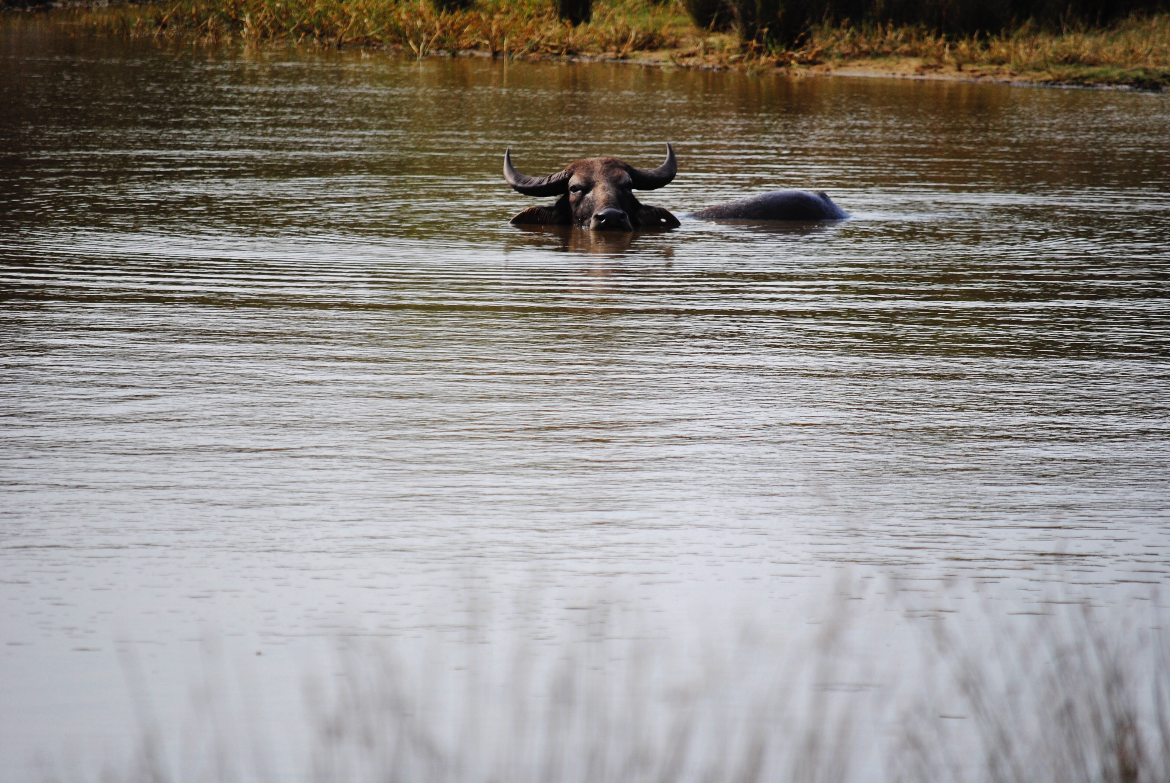 Water Buffalo in Sri Lanka, National Park
