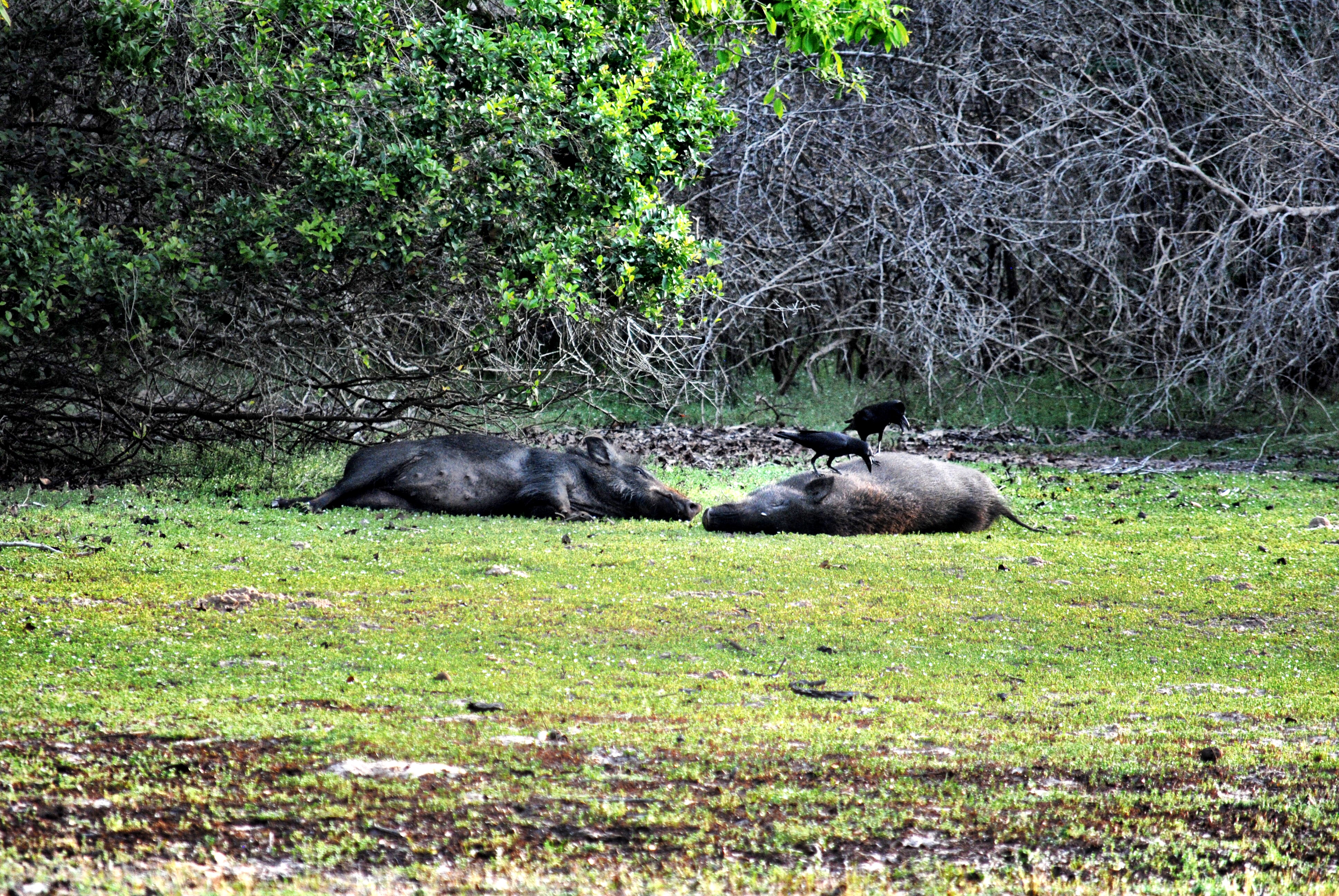 Wild Boar in Wilpattu National Park, Sri Lanka