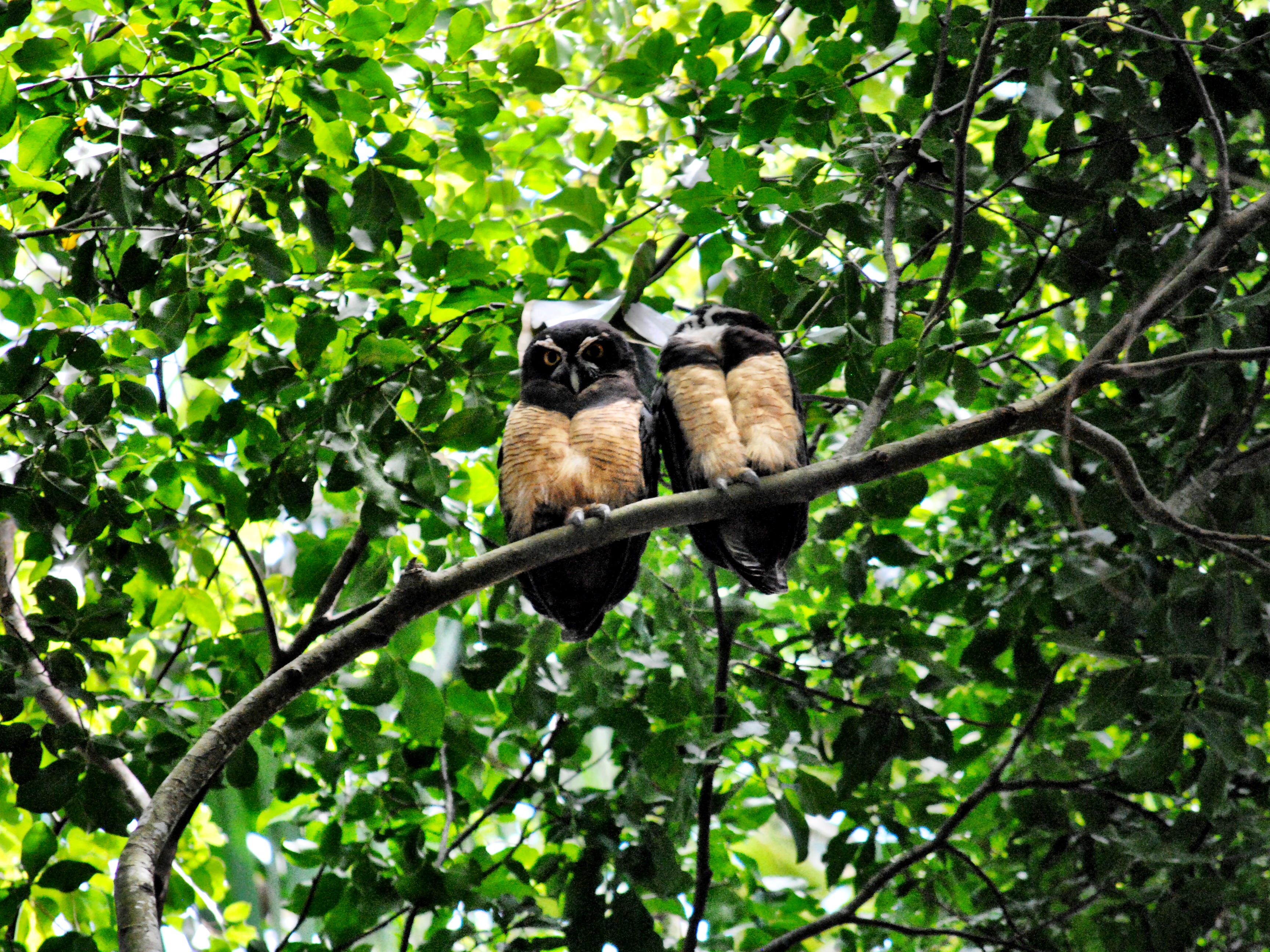Limón, Costa Rica - Owls