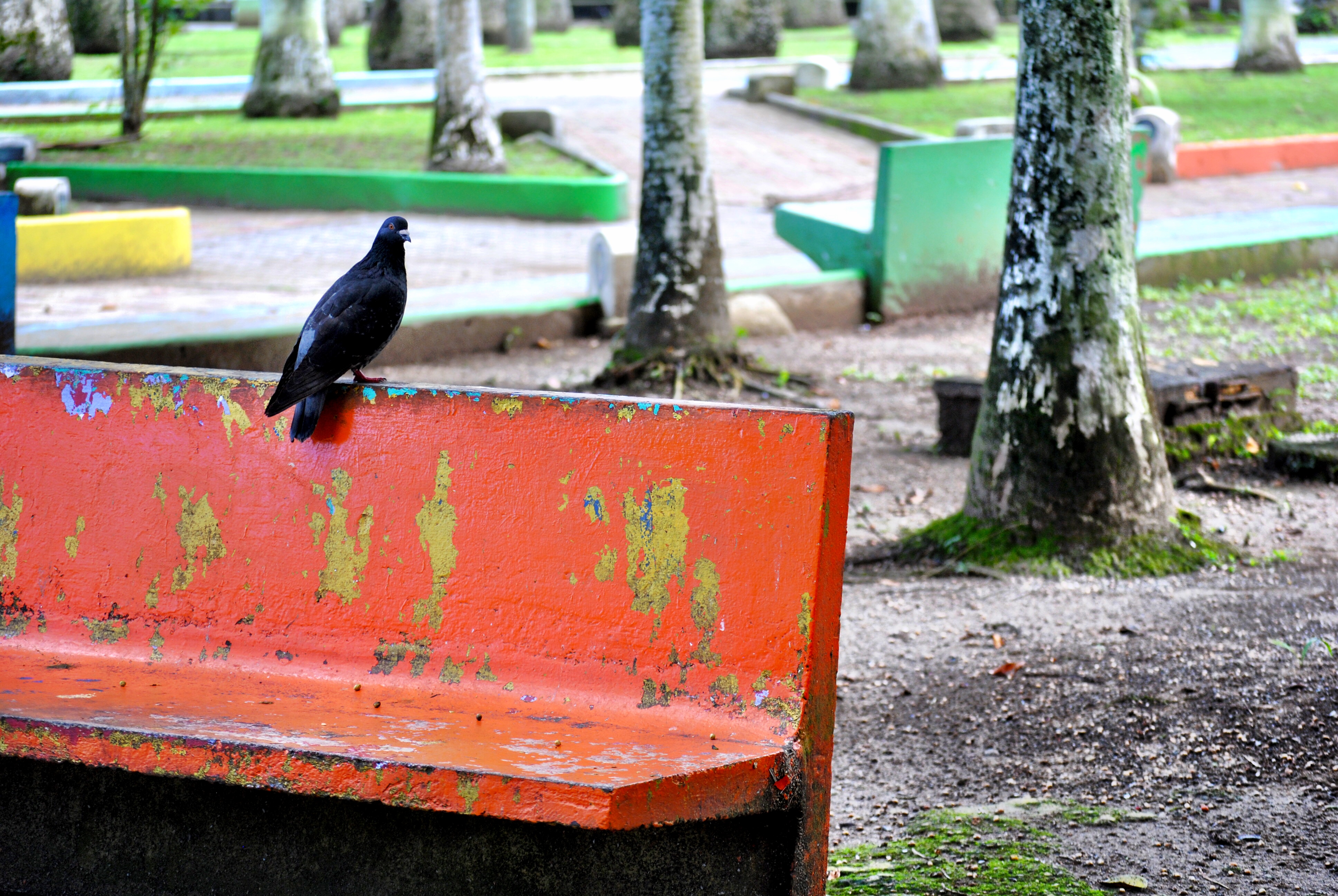 Parque Vargas - Limón Costa Rica