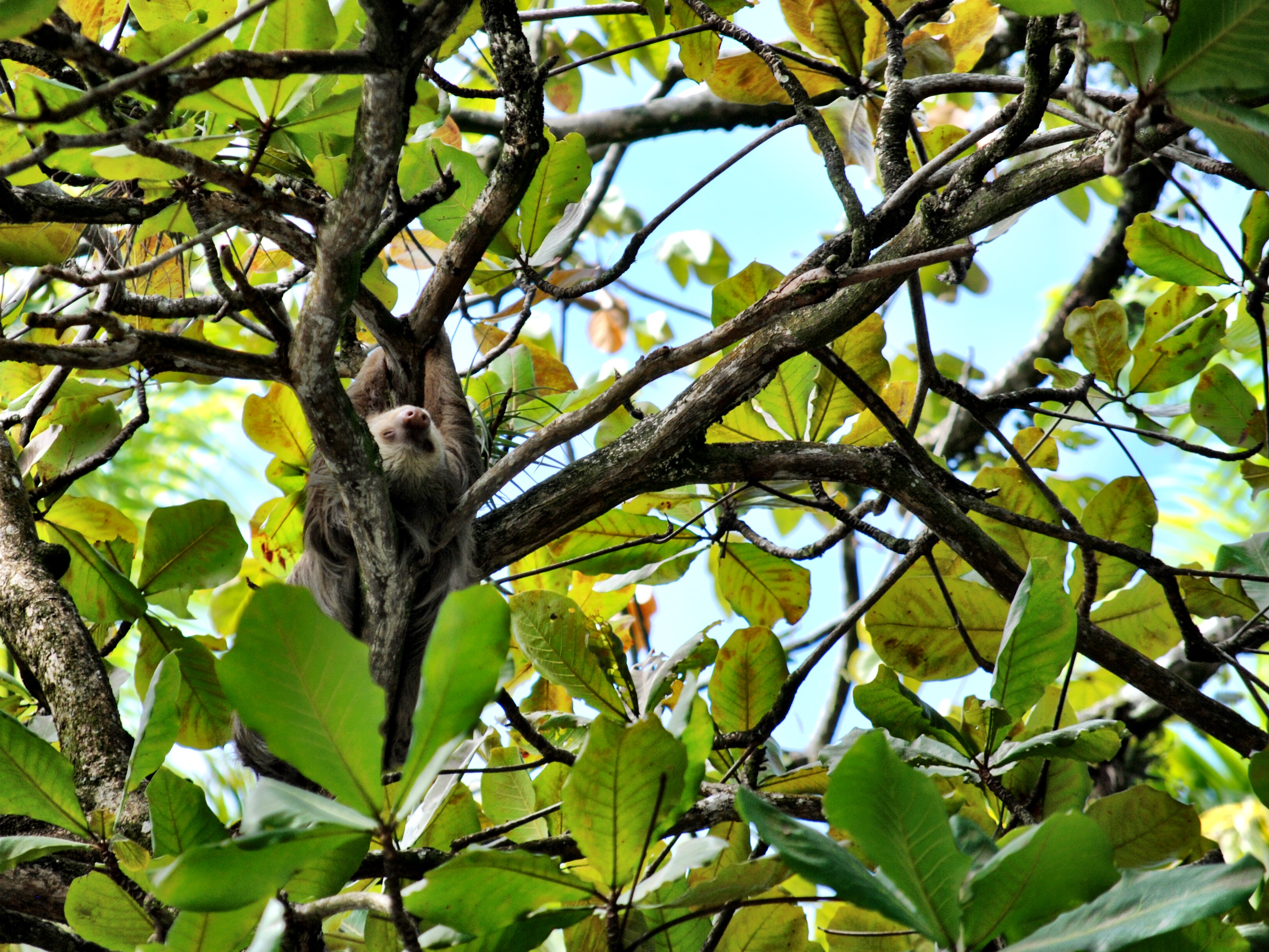 Sloth - Limón, Costa Rica - Parque Vargas