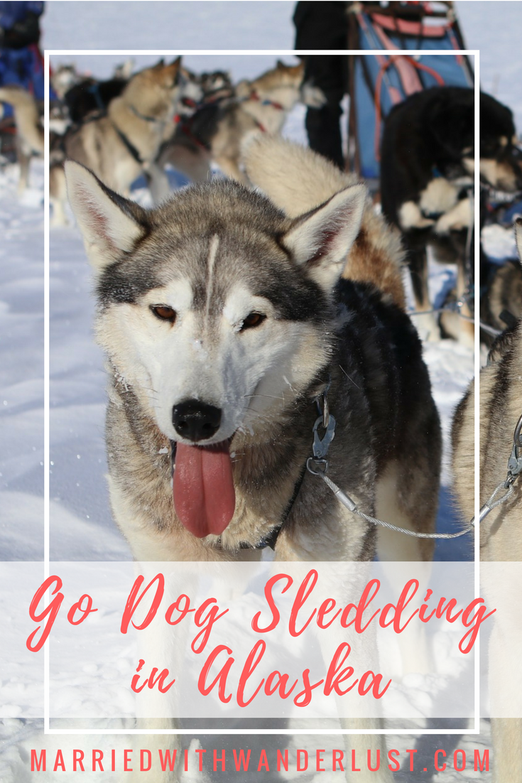 Go Dog Sledding in Alaska