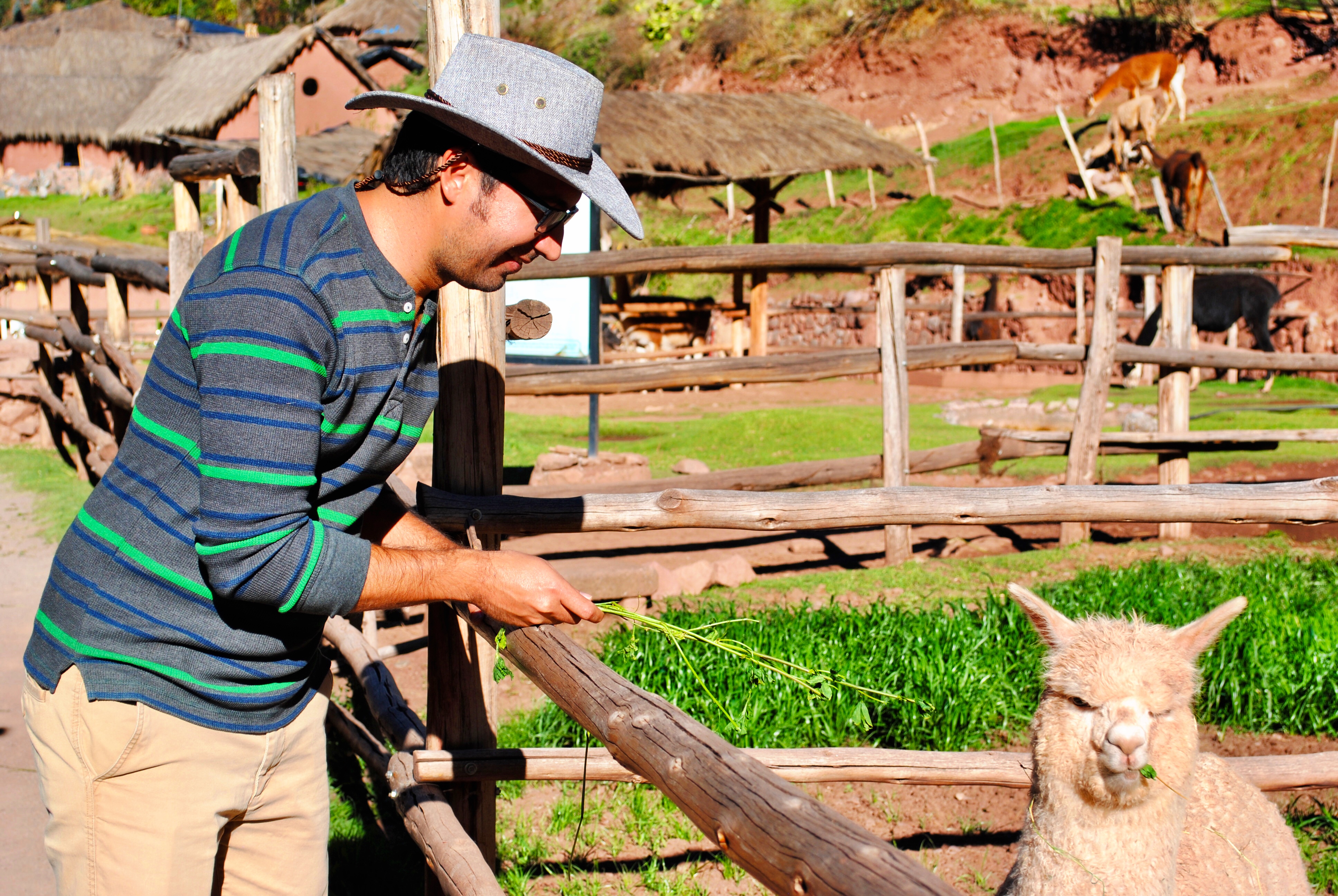 Awana Kancha Alpaca Farm in Peru