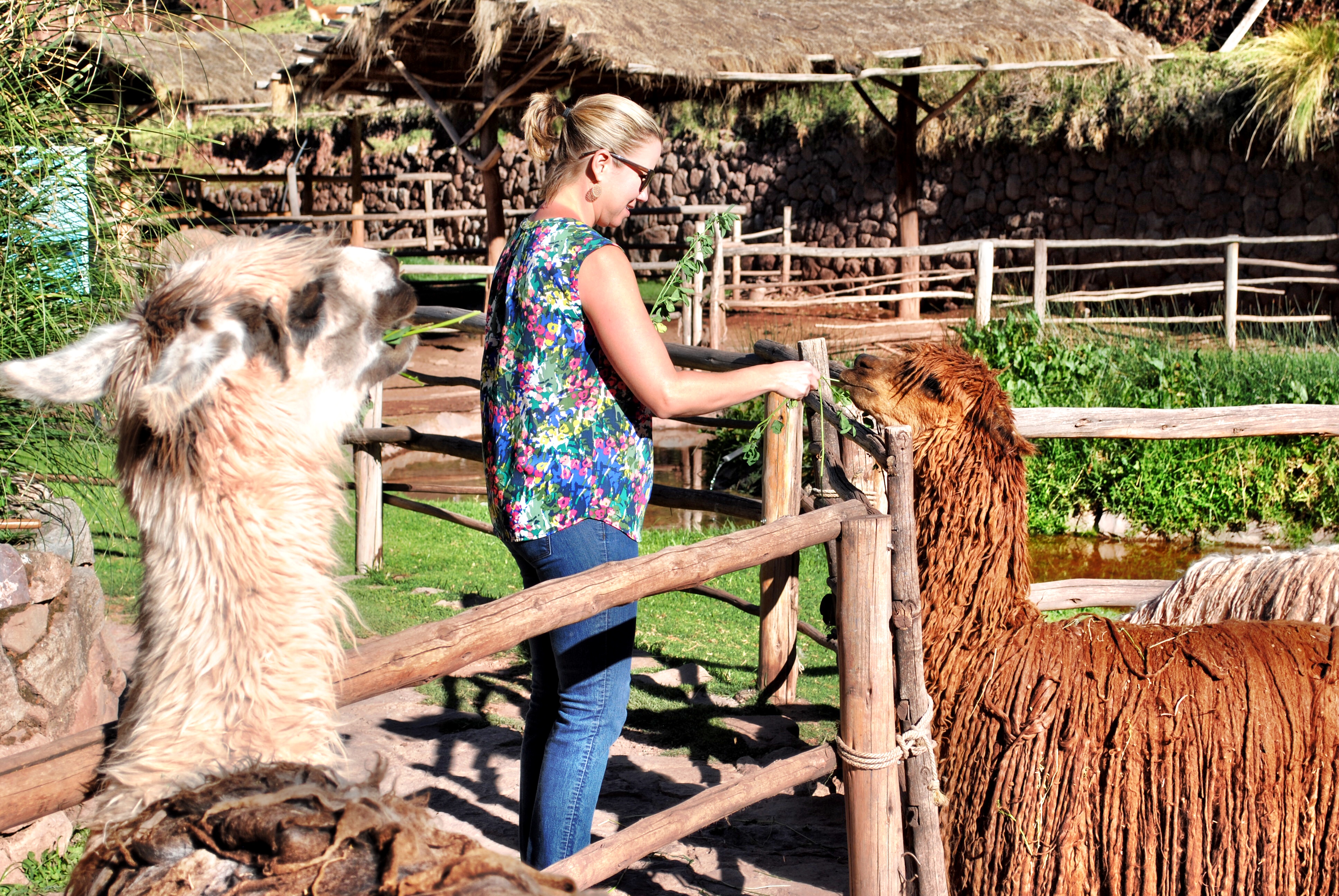 Feeding Alpacas at Peru's Awana Kancha Alpaca Farm
