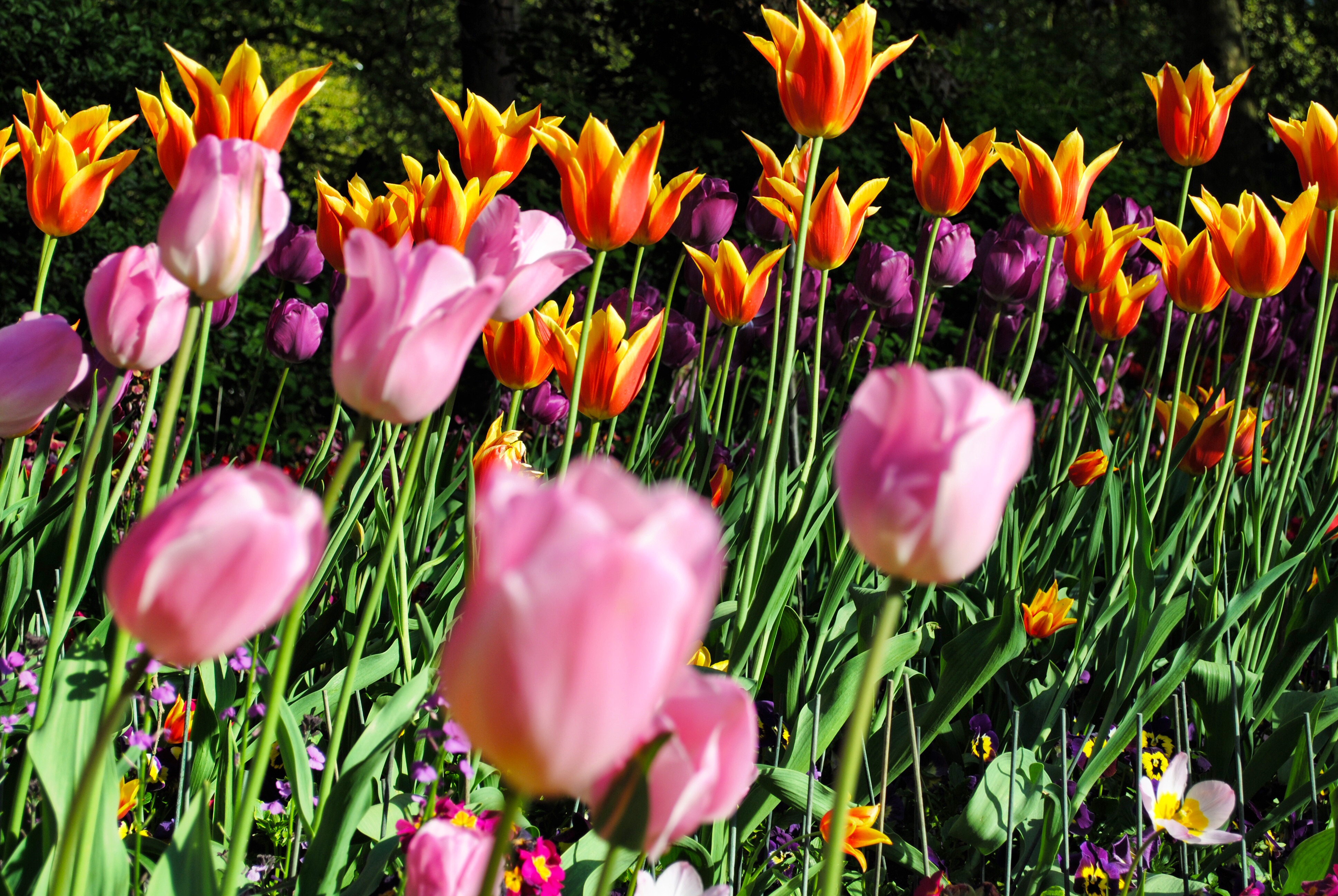 Garden outside Buckingham Palace