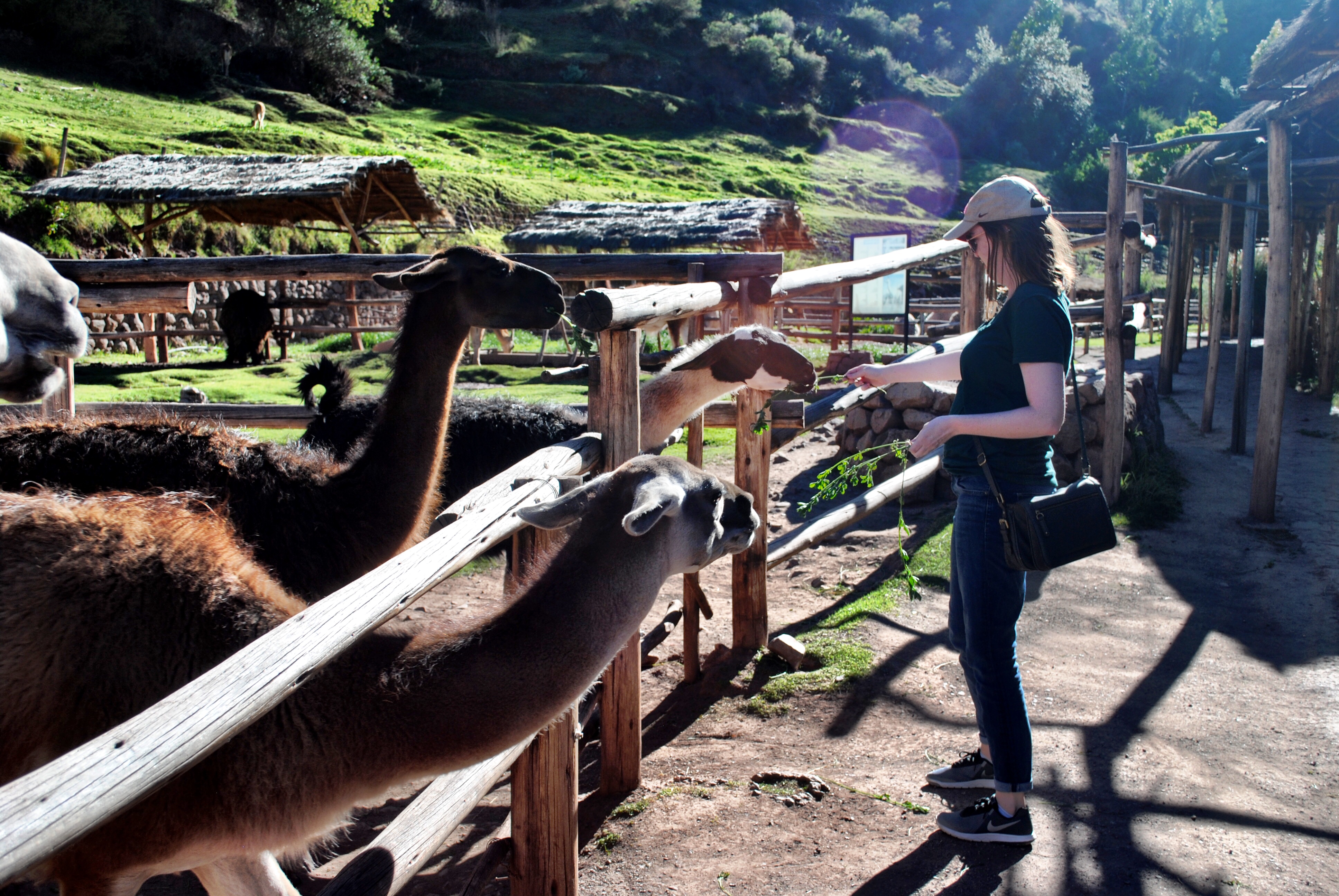 Peru's Awana Kancha Alpaca Farm