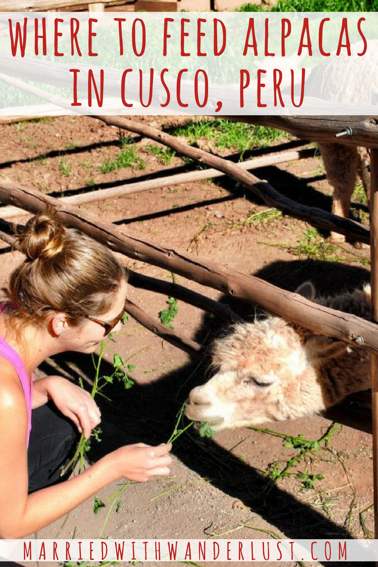 Where to Feed Alpacas in Cusco, Peru