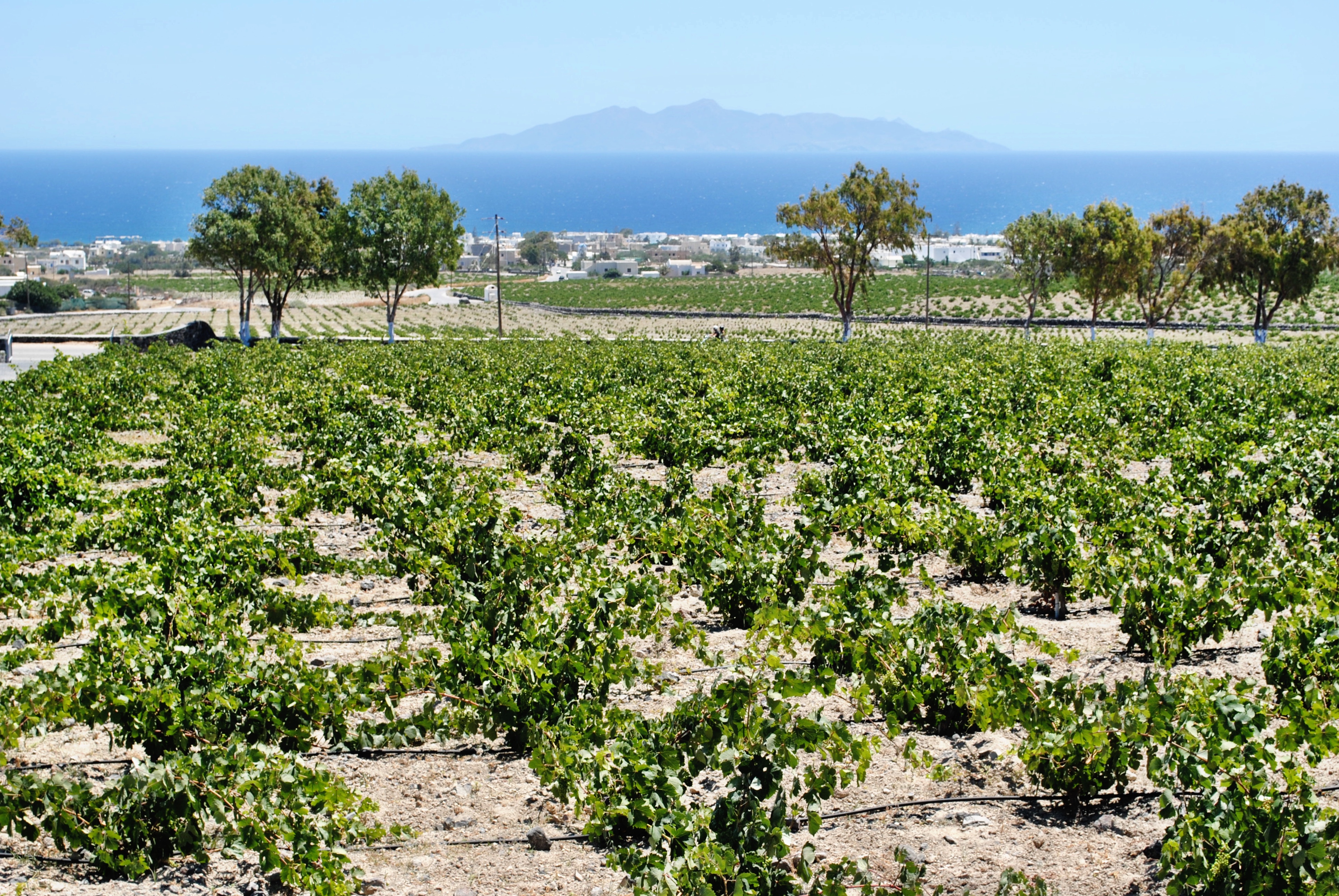 Vineyard at Estate Argyros in Santorini, Greece