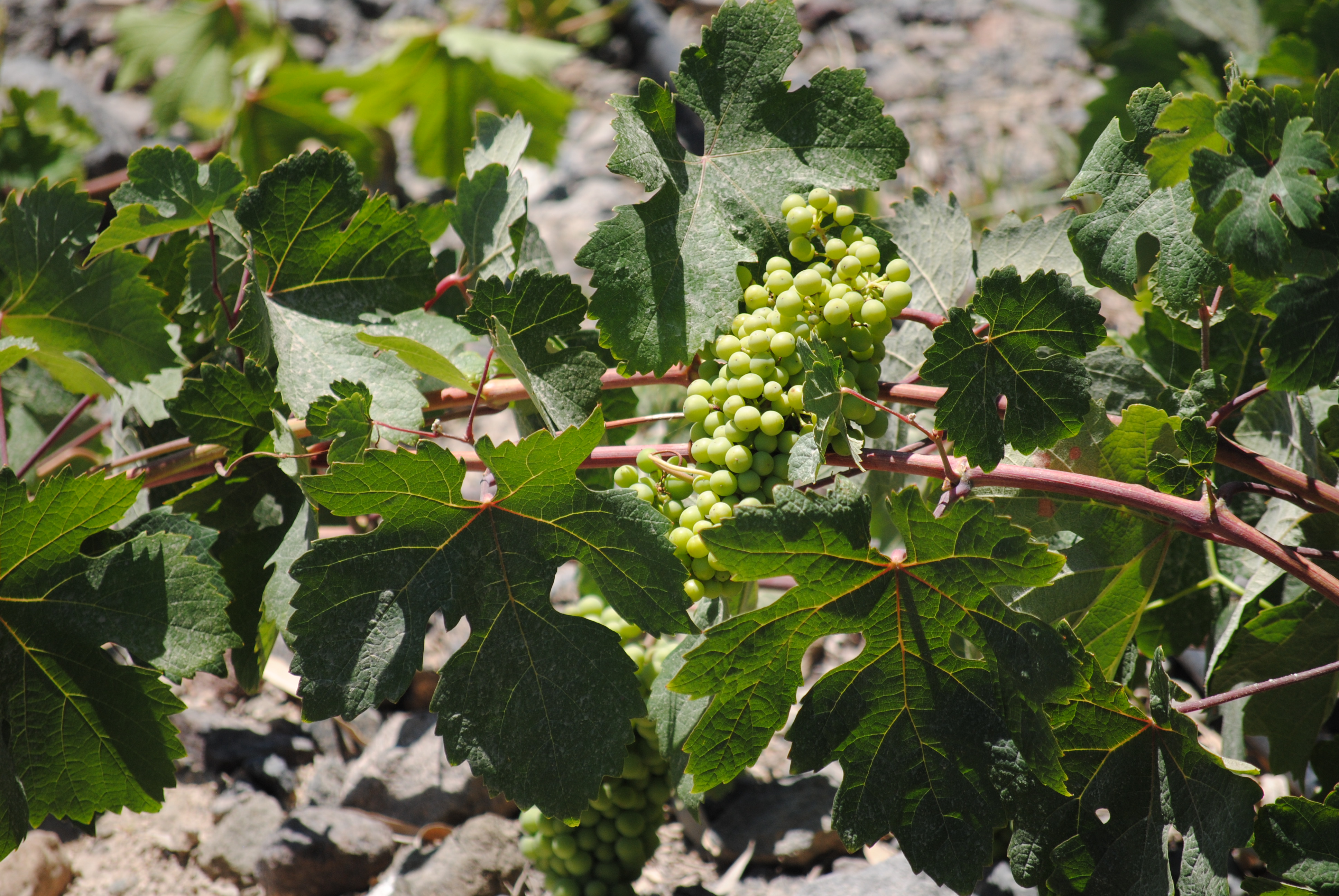 Vineyard at Estate Argyros in Santorini, Greece