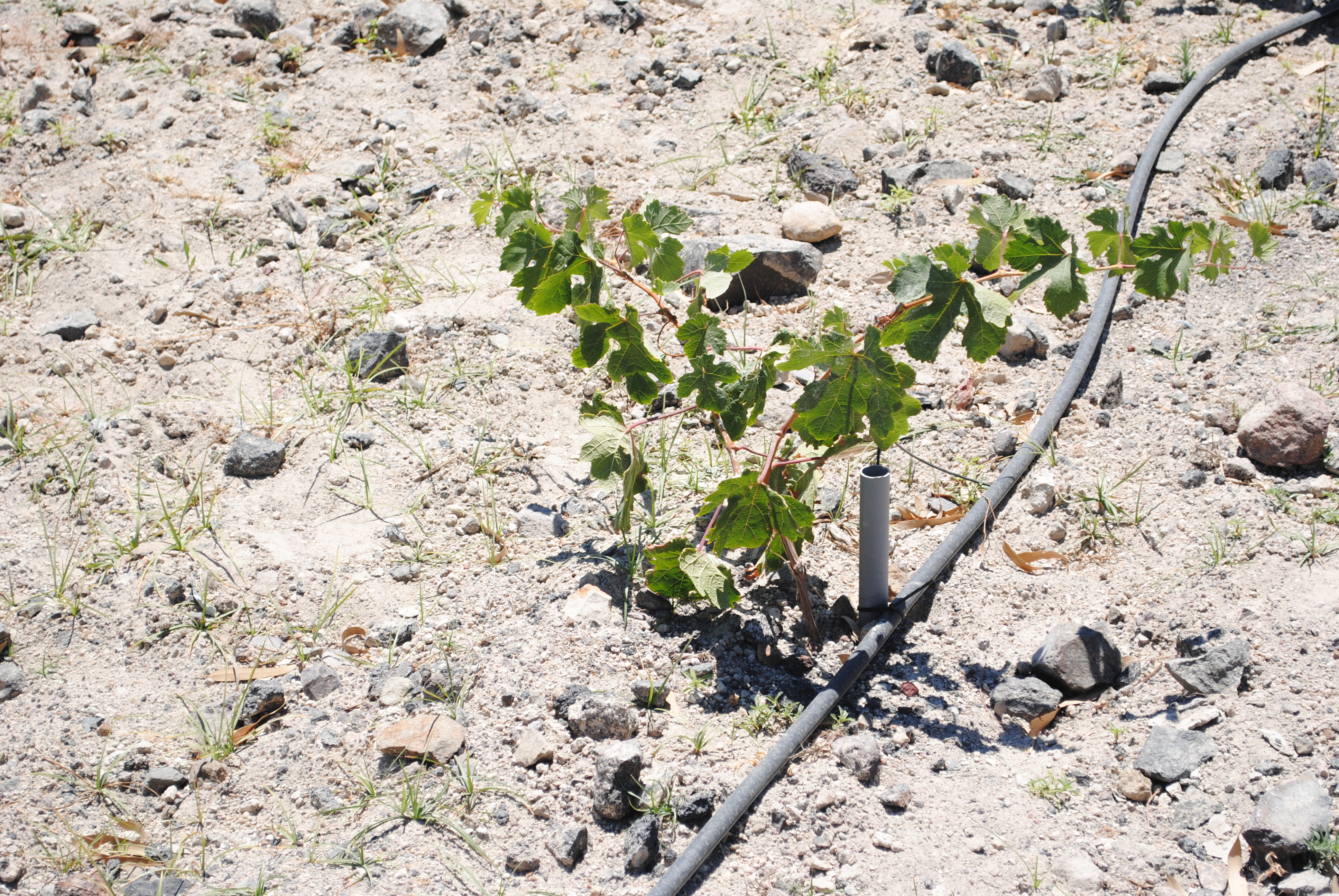Young Assyrtiko vines in Santorini, Greece