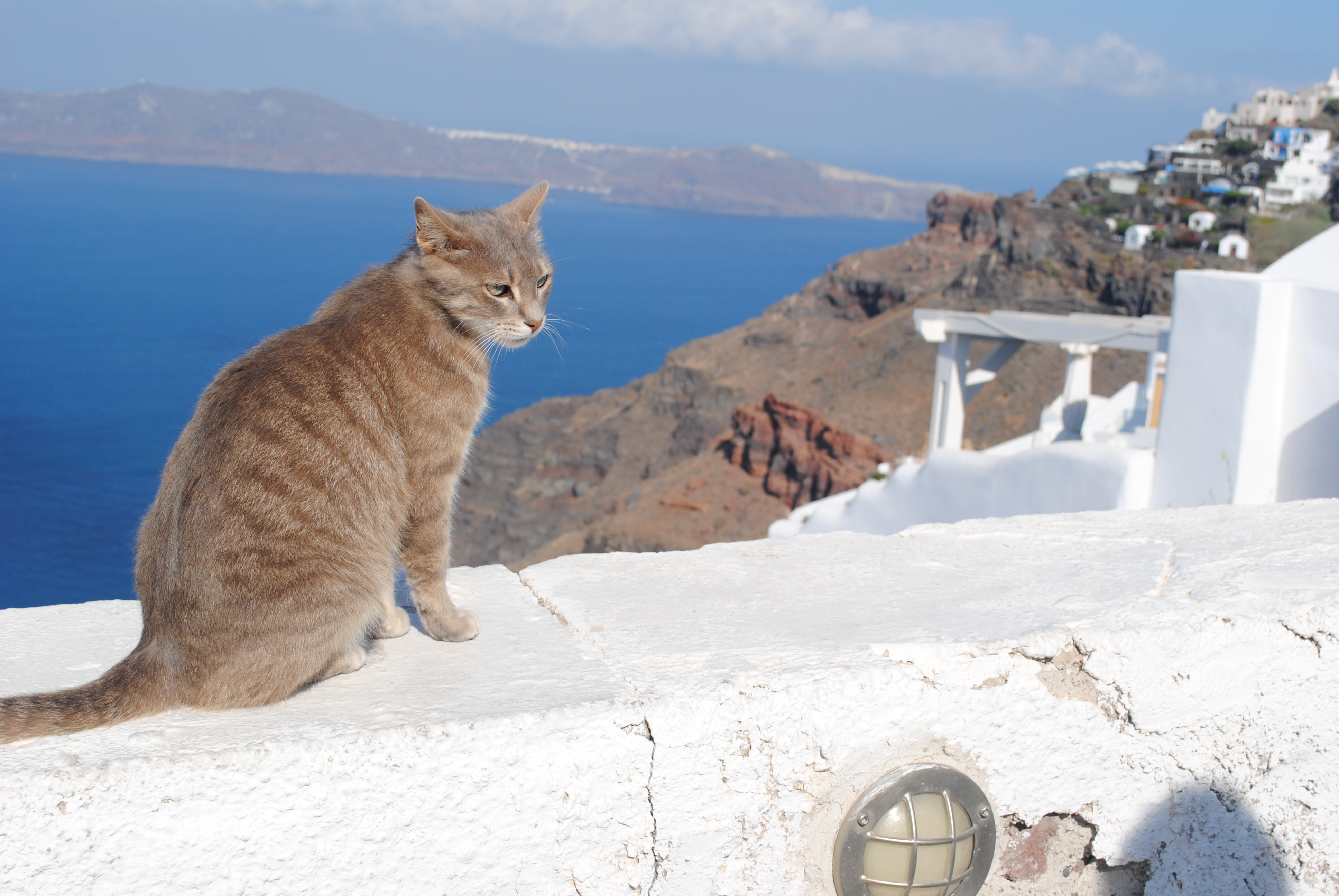 Cat in Fira, Santorini