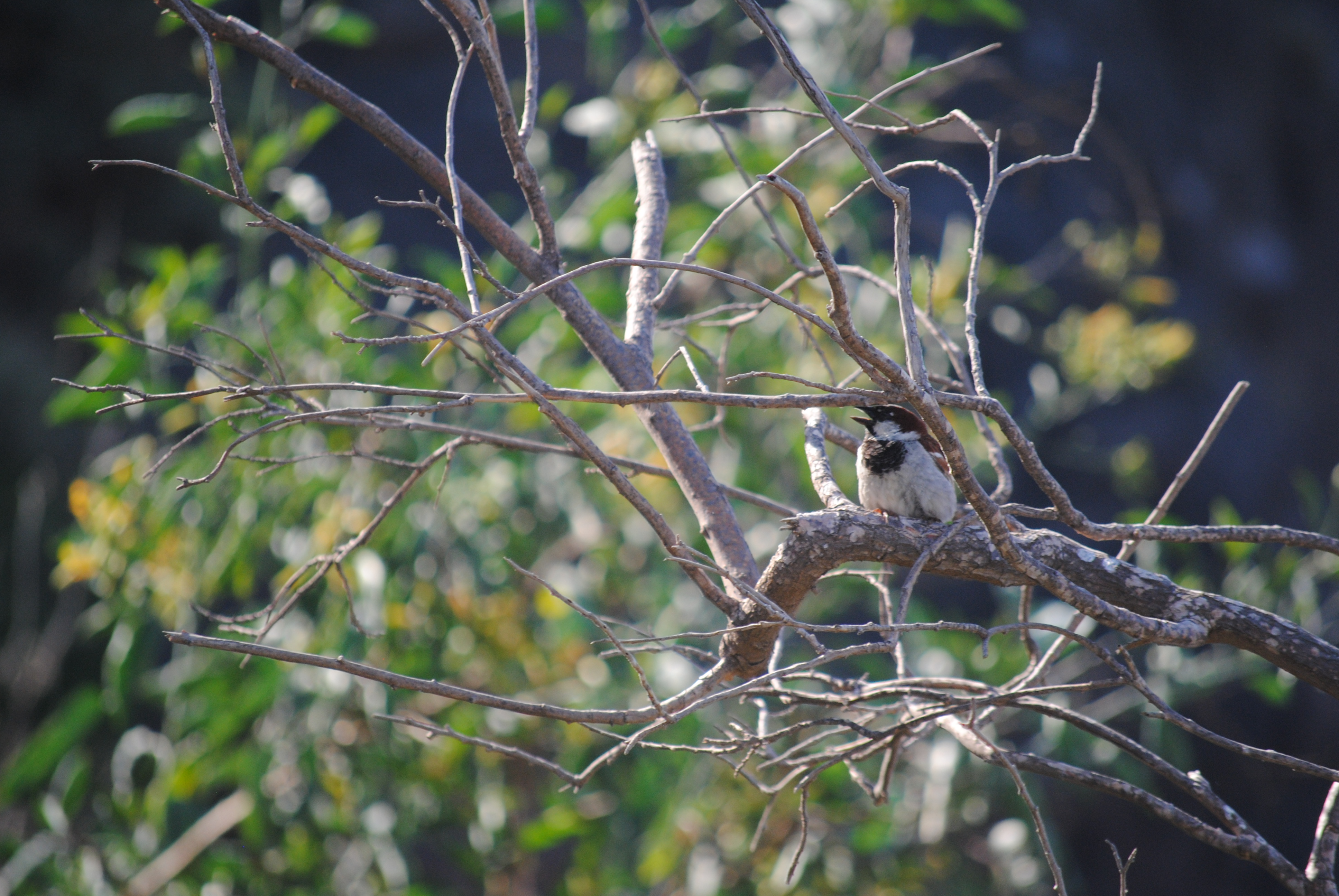 Bird watching on the hike from Fira to Oia