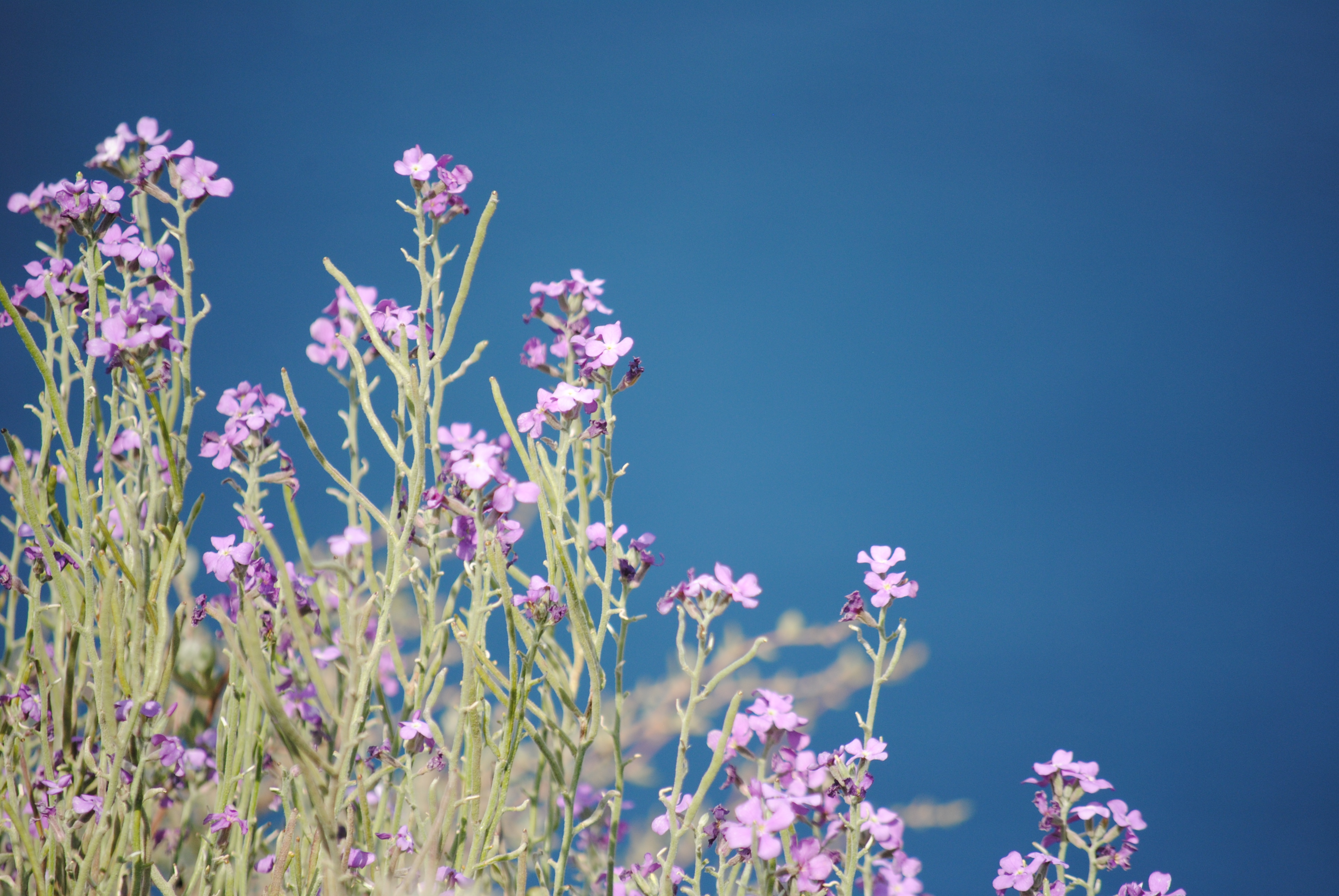 Flowers on the Hike from Fira to Oia