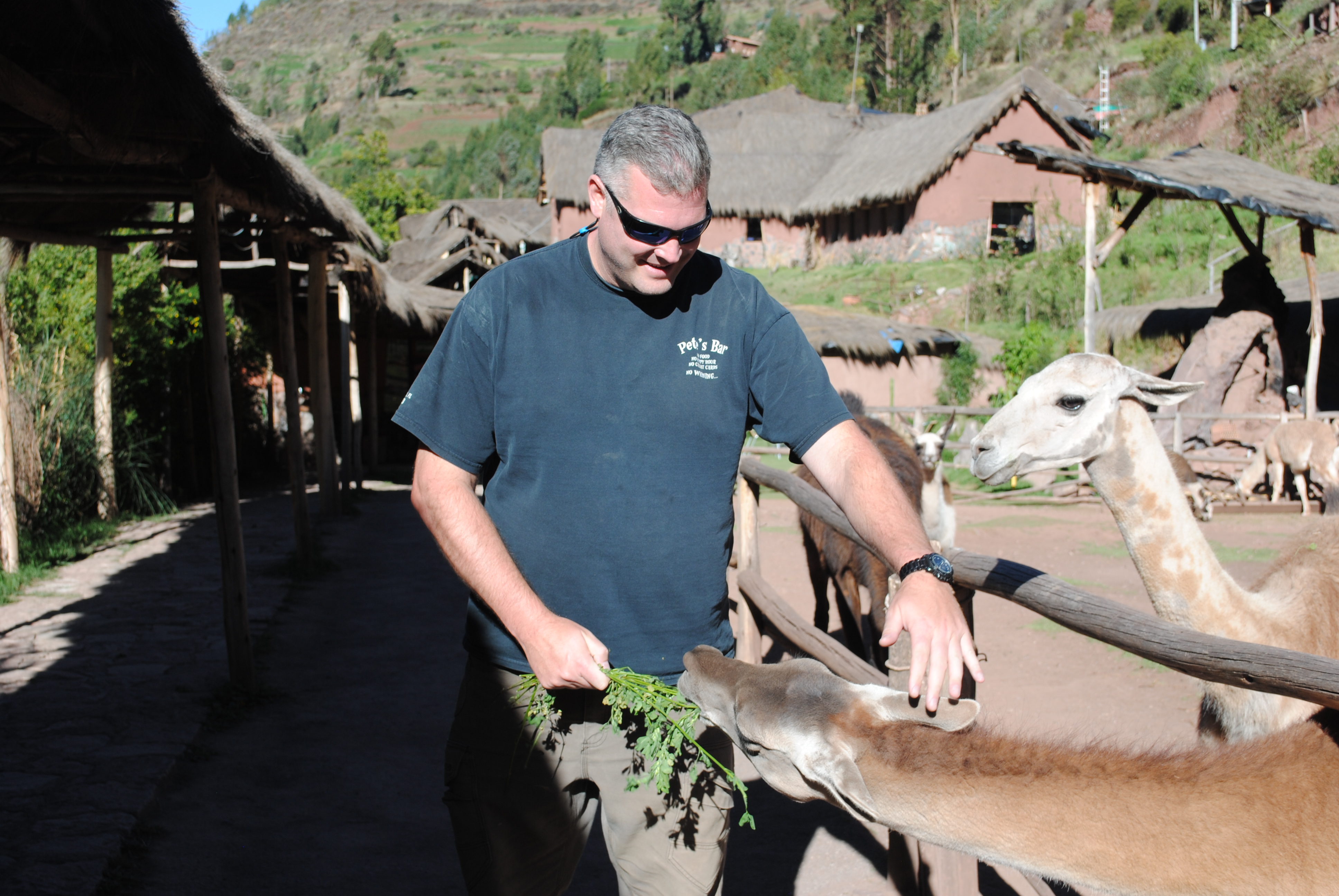 Feeding Alpacas in Peru